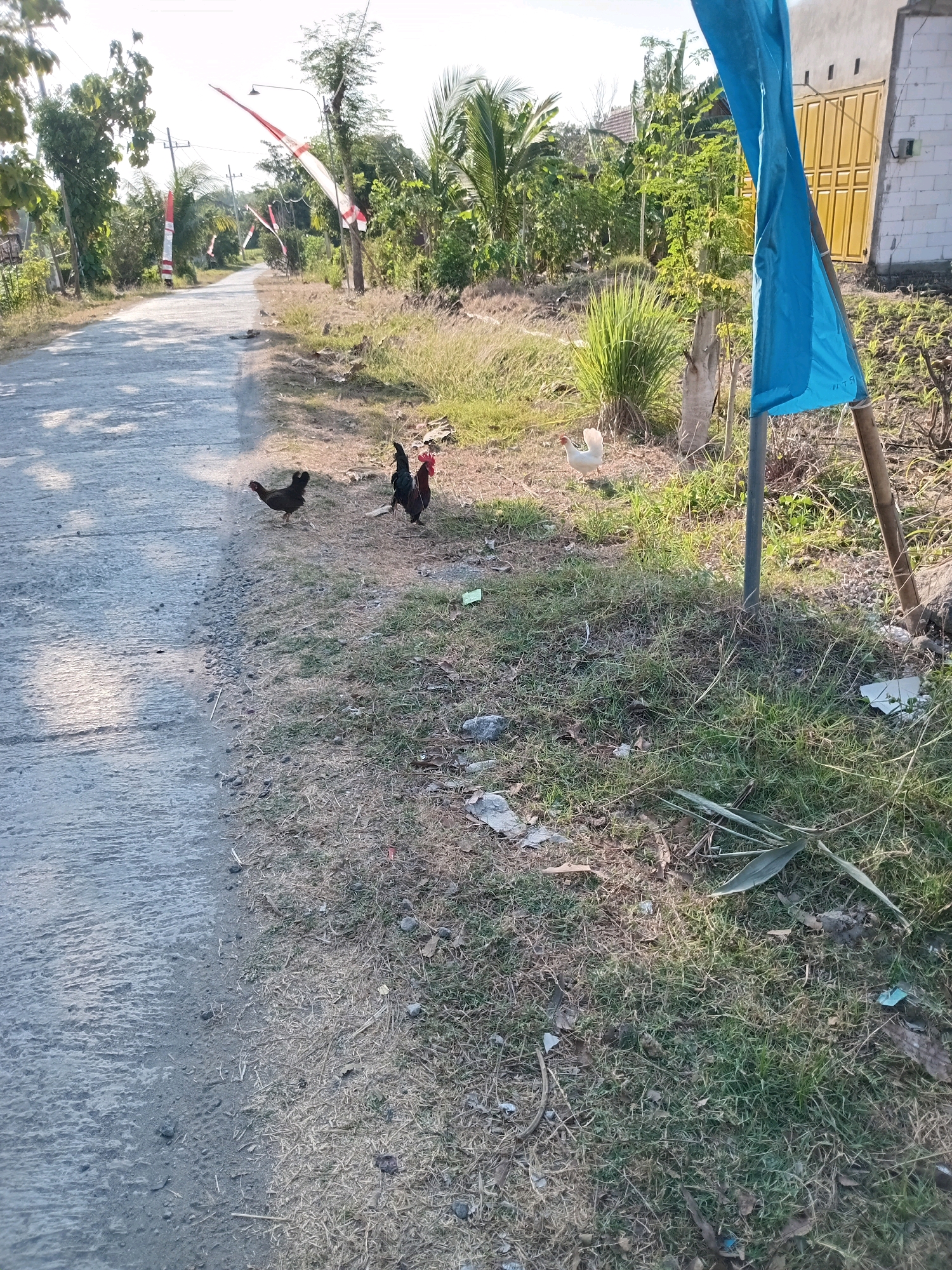 The image depicts a rural roadside scene in Mojorayung, Indonesia, bathed in bright sunlight. A paved road runs diagonally from the lower left to the upper center of the frame, bordered by dry, grassy terrain on the right. Several chickens are present: two darker chickens are near the edge of the road in the middle ground, and a white chicken stands further to the right. In the background, lush green vegetation and trees line the road, with a small white building with a yellow door visible on the right. Red and white Indonesian flags are prominently displayed on poles along the roadside, suggesting a local celebration or observance. A tall blue flag is also erected on the right side of the frame, secured by bamboo poles. The overall impression is one of a quiet, sunny day in a rural Indonesian village.