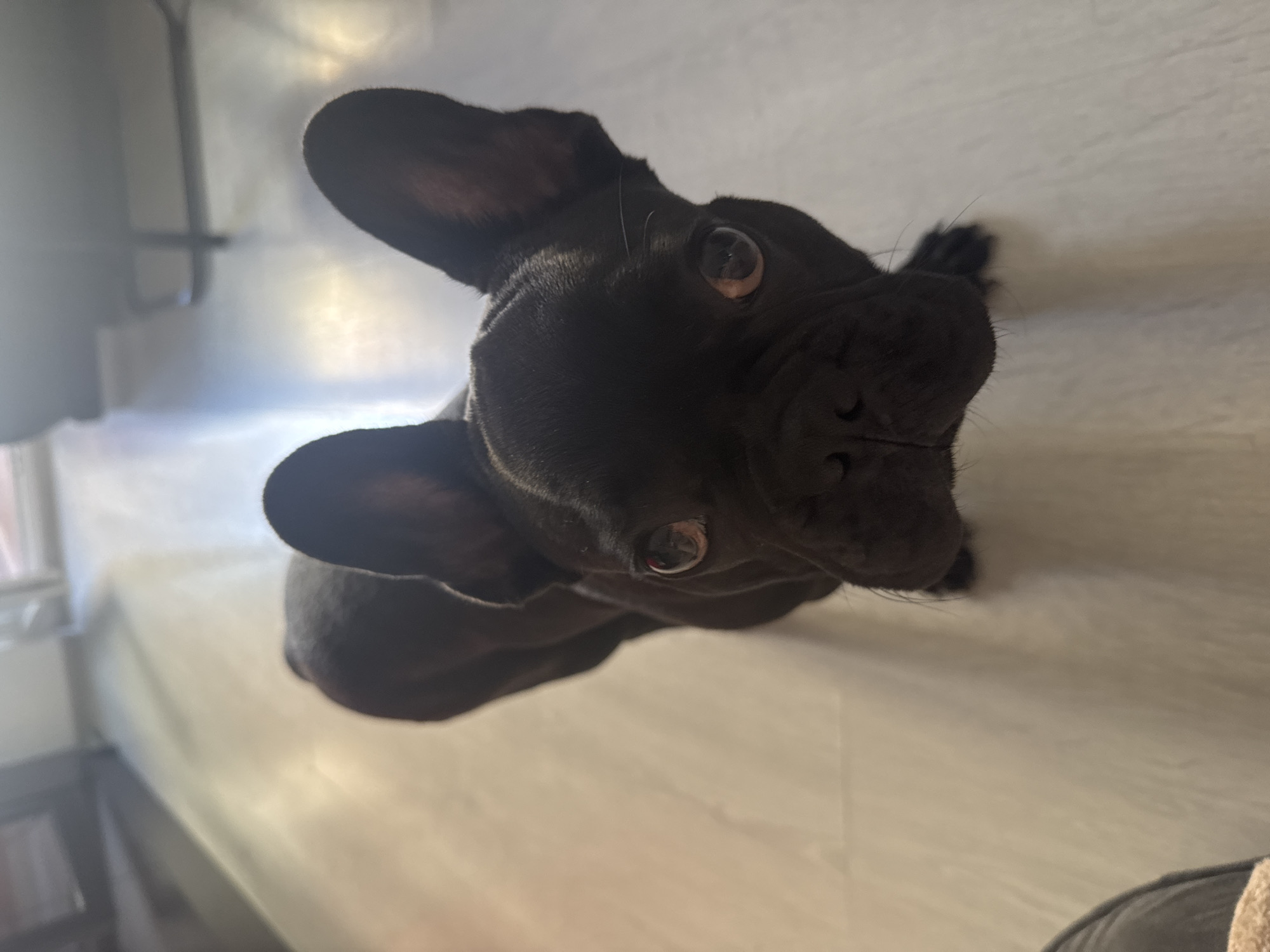 A black French Bulldog is captured from a high-angle perspective, looking directly at the camera. The dog's face, with its characteristic bat ears and wrinkled snout, dominates the foreground. Its eyes are wide and expressive, with a slight hint of red reflection in the pupils. The dog is standing on a light-colored, reflective floor, possibly wood or laminate, which extends throughout the space. In the blurred background, there appears to be a living area with furniture and possibly large windows, suggesting an indoor setting within a residential or commercial establishment. The overall lighting is bright, indicating daylight or well-lit interior conditions. The image was taken in Varna, Bulgaria.