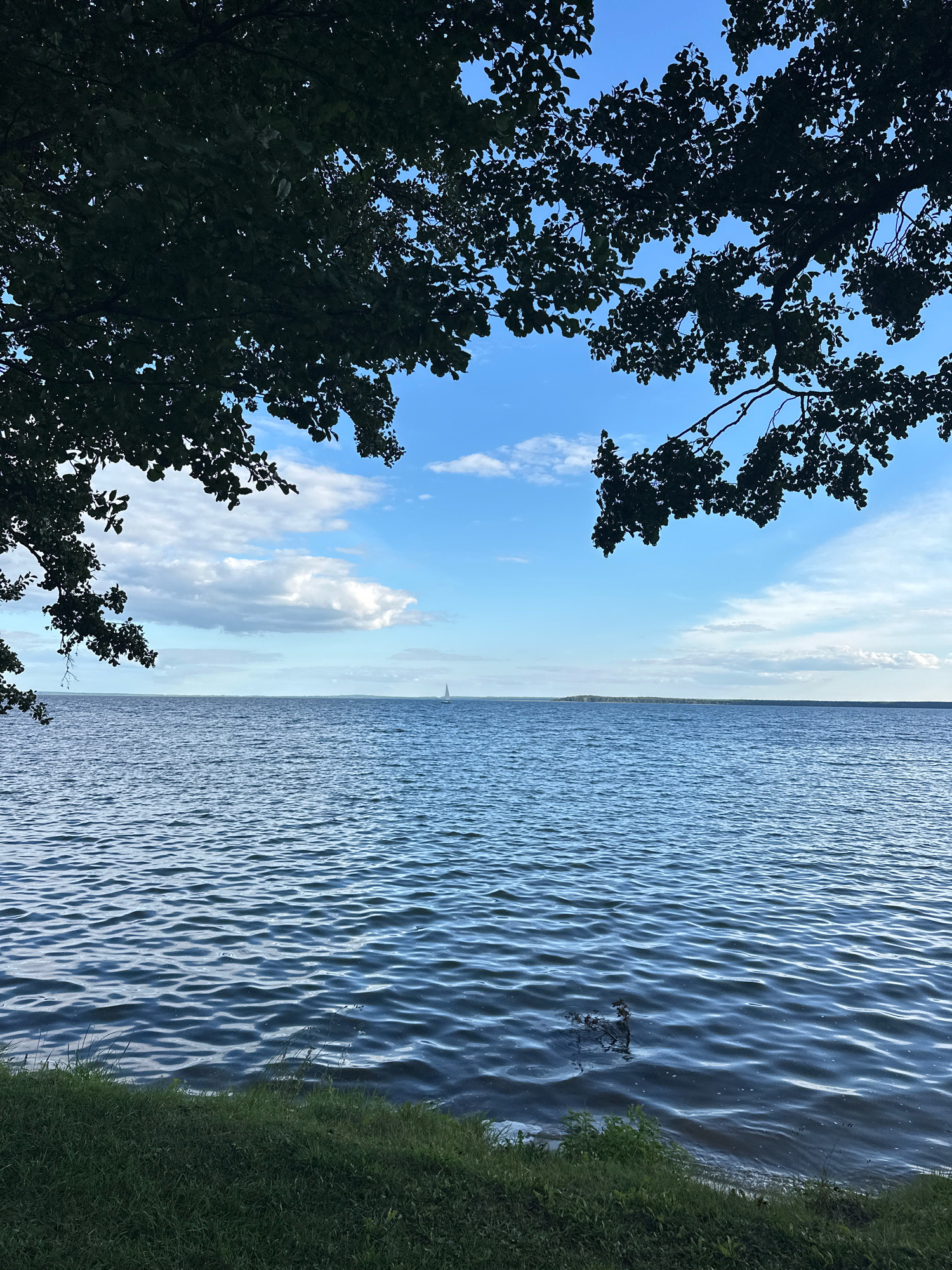 This is a vertical, eye-level, medium shot of a tranquil lake on a partly cloudy day, framed by dark tree branches in the foreground. The lake's surface is rippled by a gentle breeze, creating a pattern of light and shadow. In the distance, a lone sailboat is visible on the horizon, and a strip of land with trees lines the far shore. The lower edge of the frame shows a grassy embankment. The scene evokes a sense of peace and quiet. The location is the Narochansky rural council, Belarus.