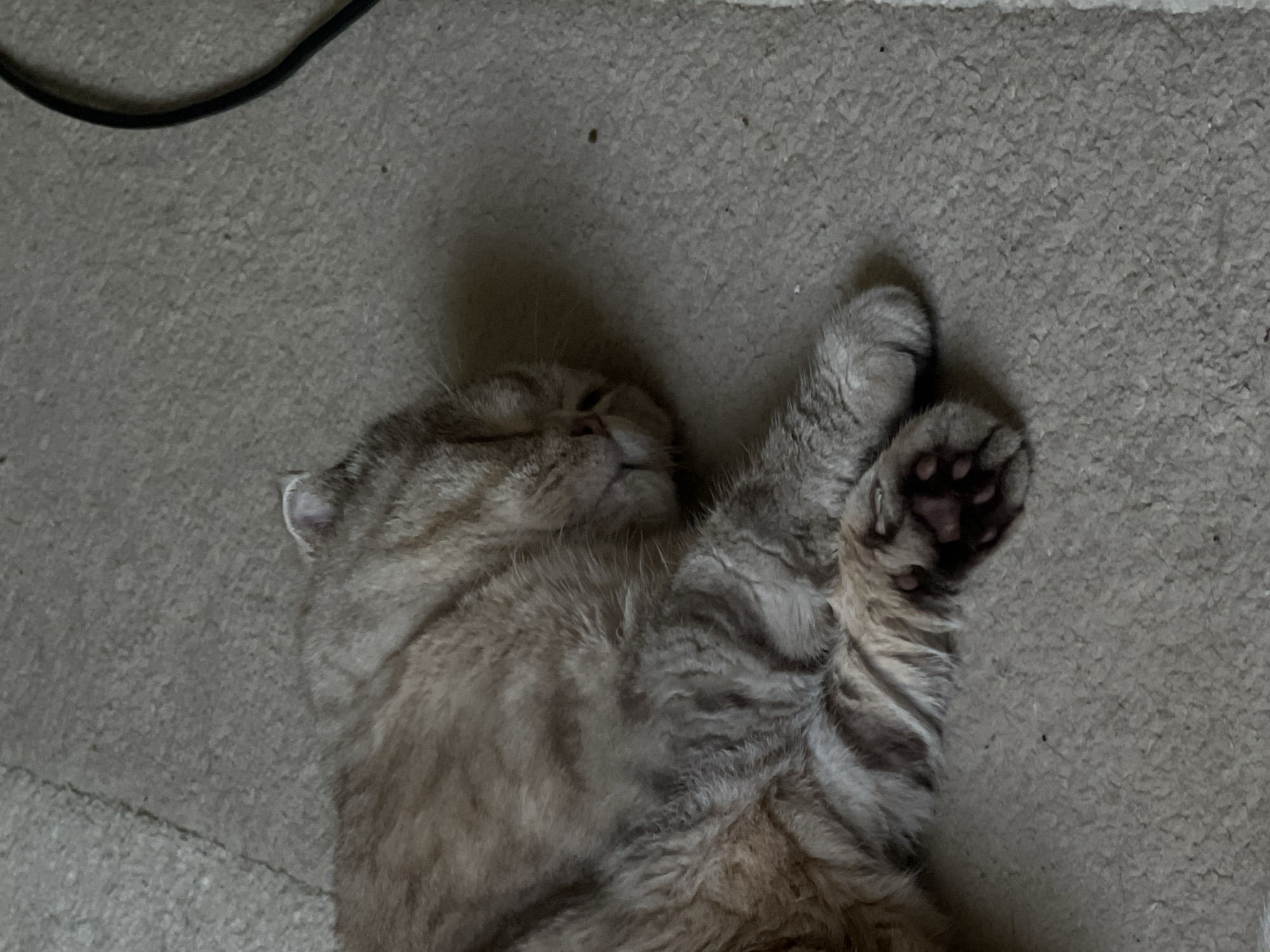 A light brown tabby cat is sleeping on a carpeted floor. The cat is curled up on its side with its eyes closed and its paws tucked in. The cat's fur is short and soft, and it has a striped pattern on its back and legs. The carpet is a neutral color and appears to be slightly worn. The background is out of focus, but it appears to be an indoor setting. There is a black cord visible in the upper right corner of the image. There is no information about the location of the image in the city of Chaikovsky, Russia.