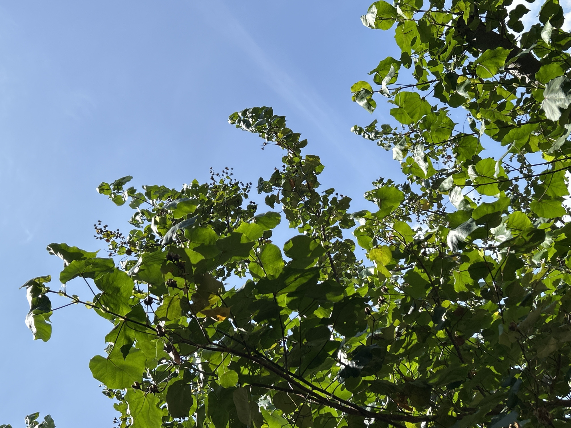 An upward-angle shot shows a vibrant green canopy of a tree against a clear blue sky. The leaves are large and somewhat rounded, with some branches reaching out towards the right side of the frame, creating a dynamic contrast with the open sky. The image was taken in Banda Aceh, Indonesia.