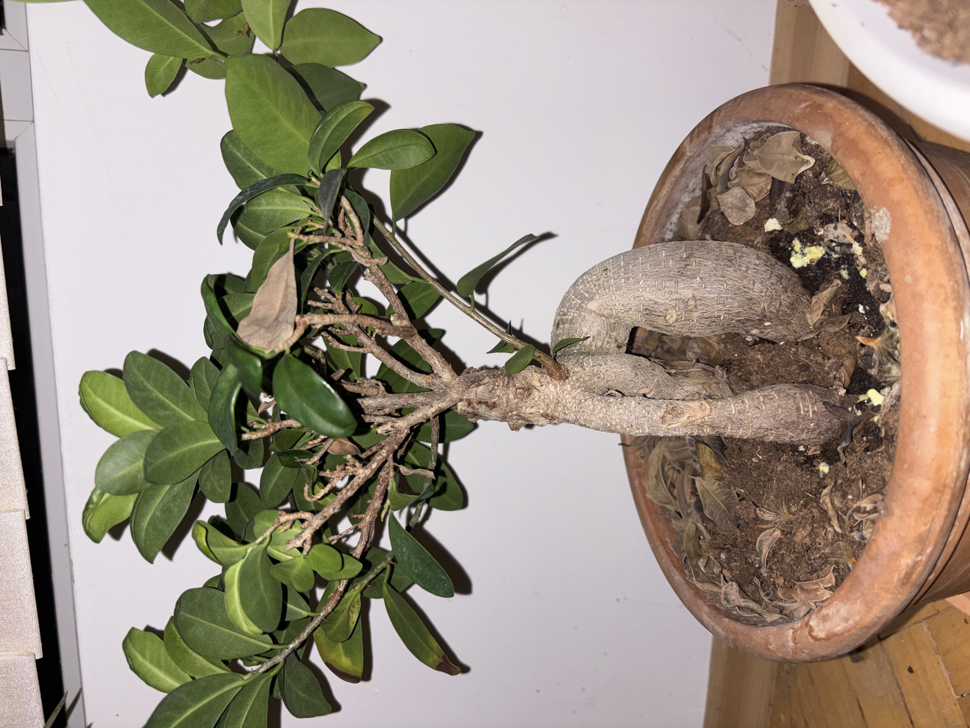 The image shows a potted bonsai tree with green leaves and a thick, twisted trunk. The pot is made of terracotta and contains dark soil with some dead leaves and yellow patches. The background is a plain white wall. There is a horizontal blind or curtain visible at the top of the image. The scene appears to be indoors, possibly in a residential setting. There is no visible indication of the city of Pleven, Bulgaria.