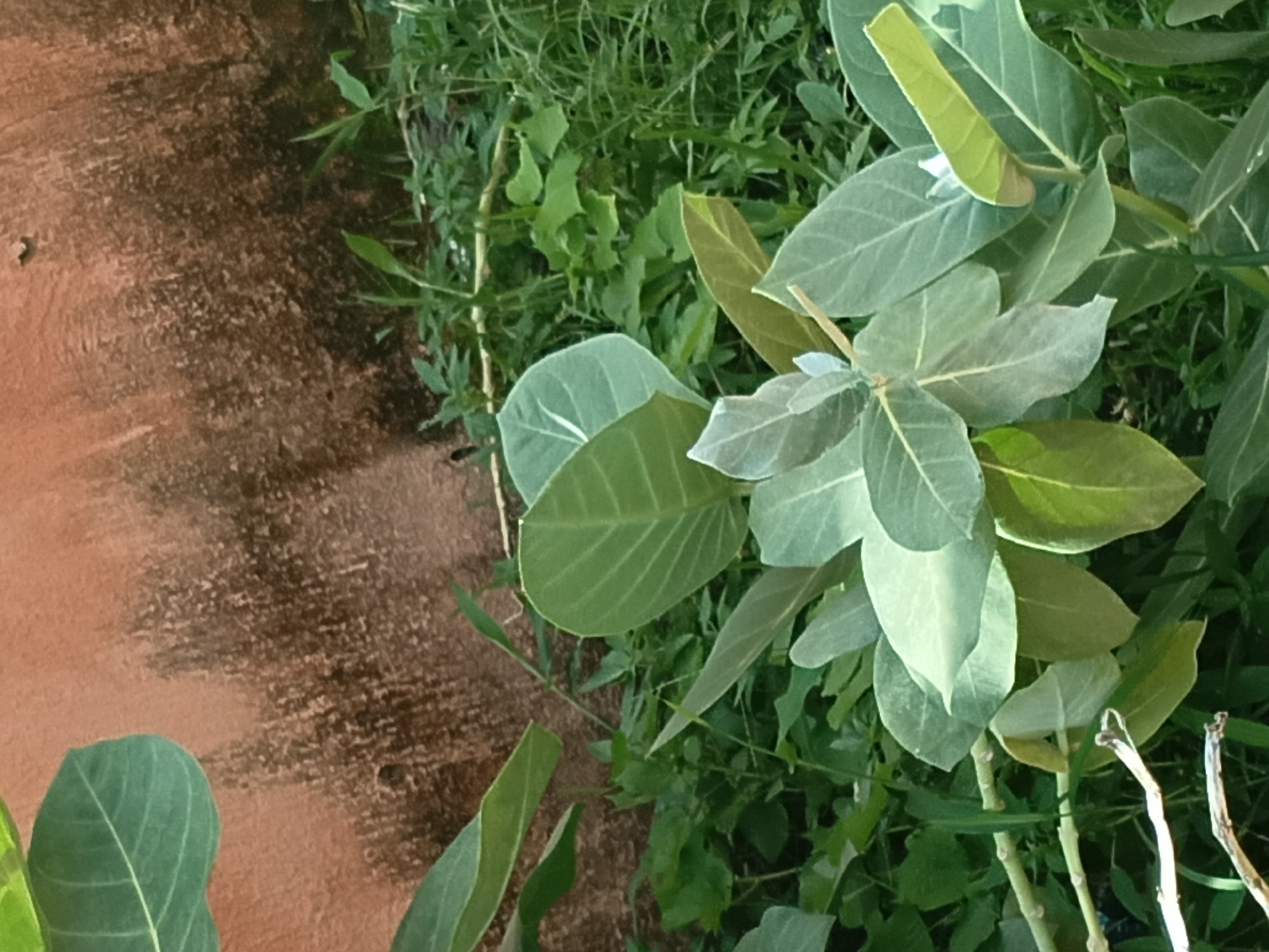 The image shows a close-up view of large, pale green leaves of a plant, possibly Calotropis procera, in Jalingo, Nigeria. The leaves are broad and ovate with prominent veins. Some leaves are curled or folded. The plant is growing in front of a rough, textured wall that appears to be made of concrete or stucco, with patches of darker discoloration and what looks like lichen or algae growth. The background consists of dense green foliage and grass. The lighting suggests it is daytime, with natural light illuminating the scene. There are no people or animals visible in the image. The focus is on the plant and its immediate surroundings, highlighting the texture of the leaves and the wall.