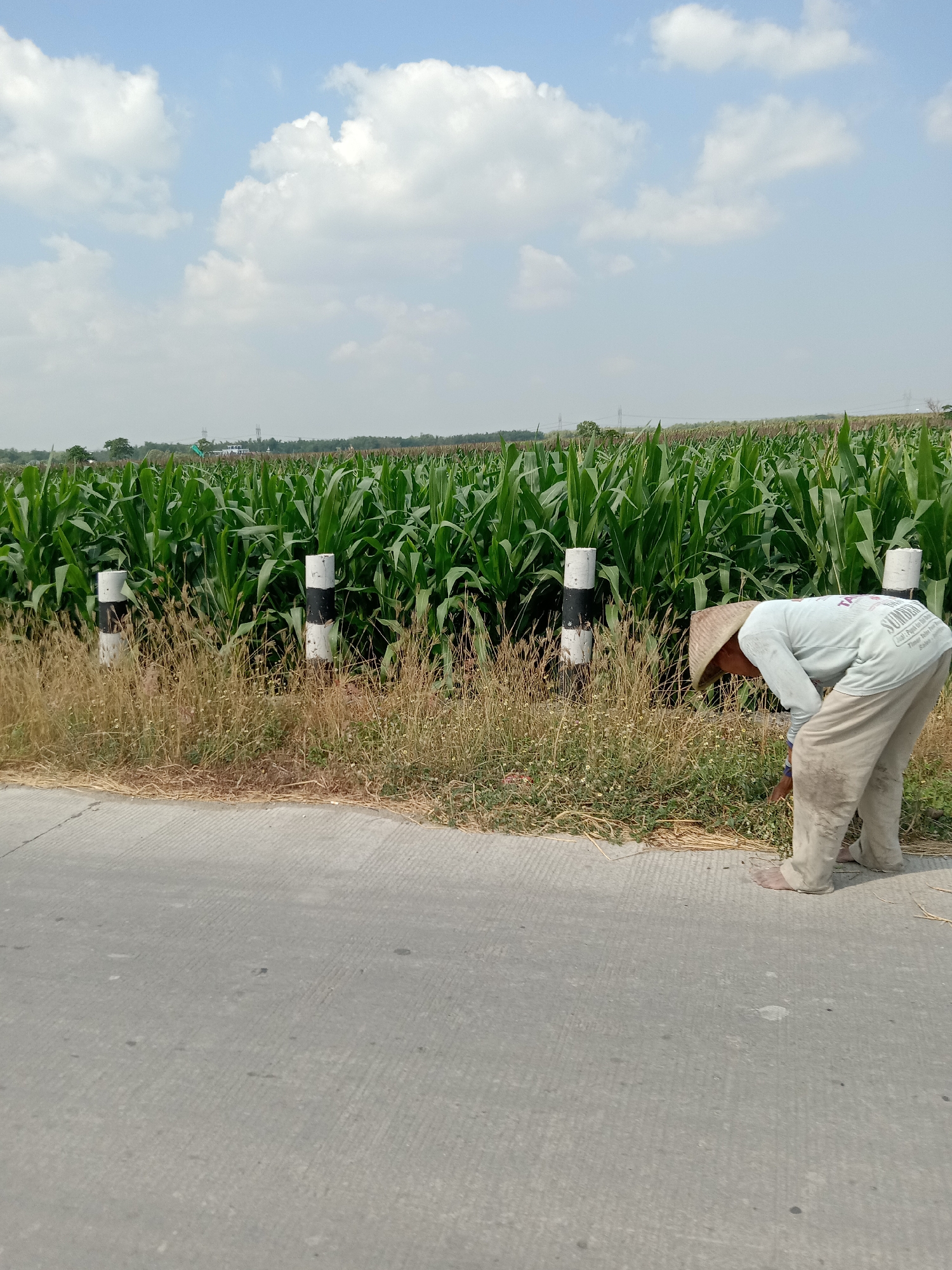 A person wearing a conical hat and light-colored clothing is bending over to clear grass at the edge of a paved road. Behind the person is a large field of green corn stalks. Several white posts with black stripes are visible along the edge of the cornfield. The sky is blue with white clouds. The scene appears to be in a rural area.