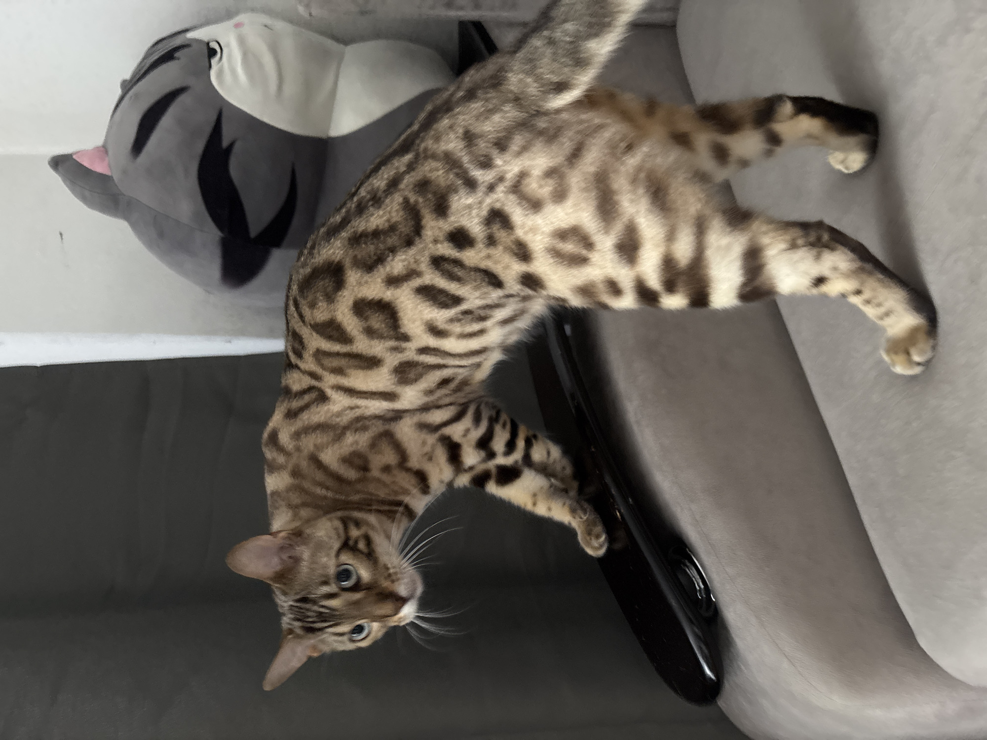 A Bengal cat with distinctive spotted markings stands on a black, glossy surface, possibly a skateboard, that is positioned on a light gray upholstered surface. The cat is looking to its left with a focused expression. Behind the cat, a large, gray stuffed toy with black stripes and pink accents is visible, leaning against a light-colored wall. The background also includes a dark gray textured surface. The scene is indoors, with the lighting suggesting an ambient indoor environment, and does not provide any visual information about the city of Noviy, Russia.