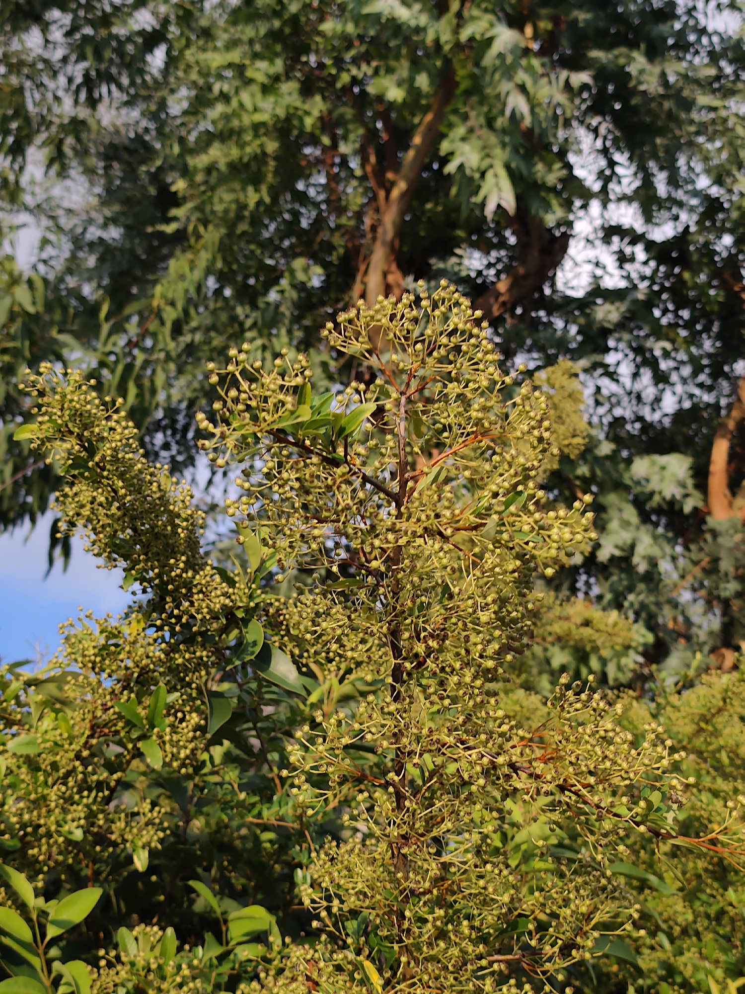 The image shows a close-up of a tree branch laden with numerous small, green buds or developing fruits. The buds are clustered along thin stems, creating a textured appearance. The foliage of the tree is a vibrant green, and some of the leaves are visible in the foreground and background. Behind the primary subject, larger trees with darker green leaves and visible branches are out of focus, suggesting depth of field. The sky, a soft blue, is visible in the upper left corner, indicating an outdoor setting. The lighting suggests it is daytime, with sunlight illuminating the buds and leaves, creating highlights and shadows. There are no people or any man-made objects visible in the image. The scene depicts a natural environment, likely a park or garden, with a focus on the reproductive parts of a plant. The specific location in Sochi, Russia cannot be determined from the visual information provided in the image.