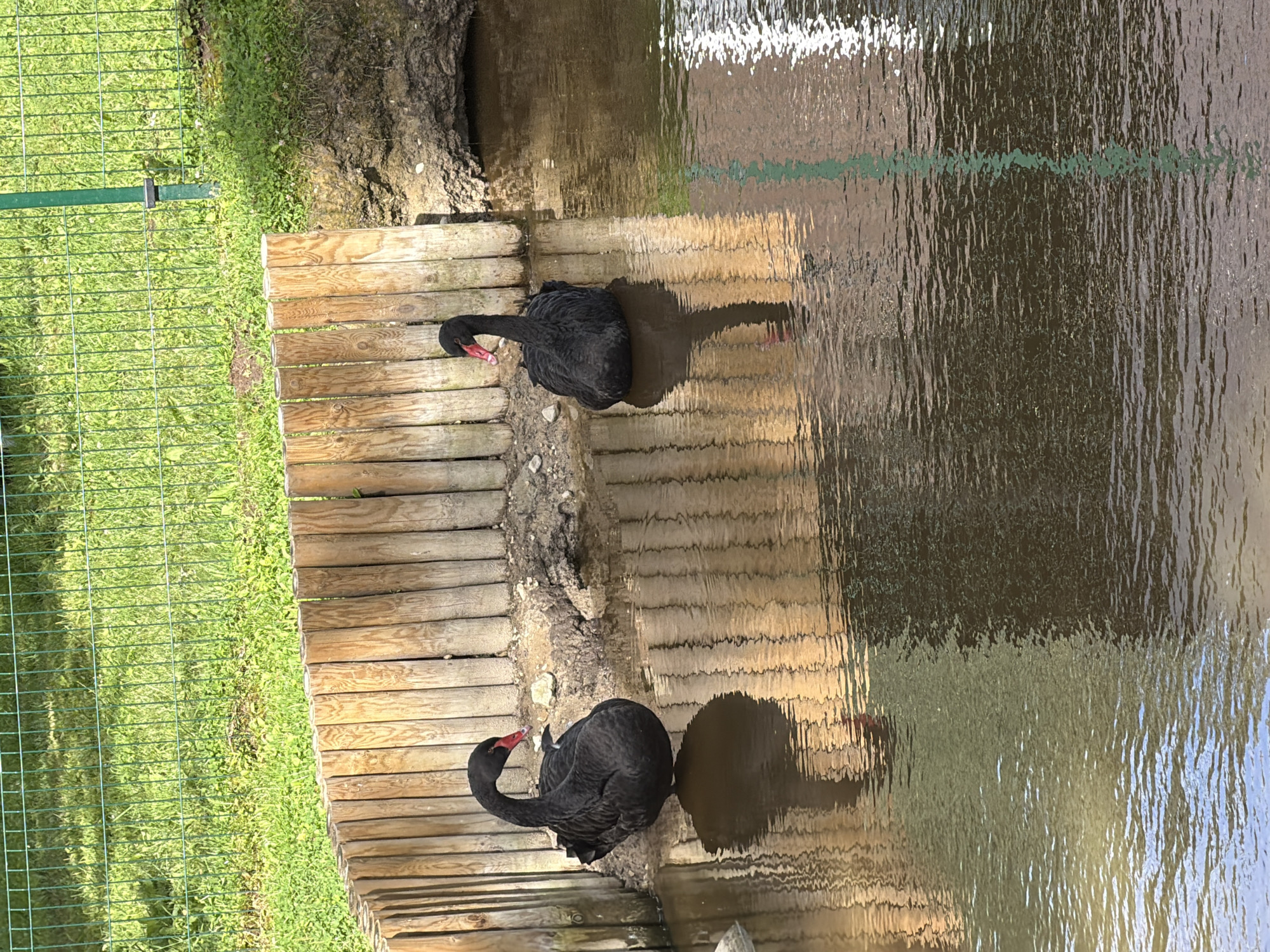 Two black swans are in a body of water. One swan is on the left, facing the viewer, with its head tilted down. The other swan is on the right, also facing the viewer, with its head tilted down. The swans are in front of a wooden fence. The water is calm and reflects the wooden fence and the swans. The background is a grassy area with a green fence. The scene appears to be in an outdoor enclosure, possibly a zoo or park. The city of Vārpas, Latvia is not identifiable from the image.