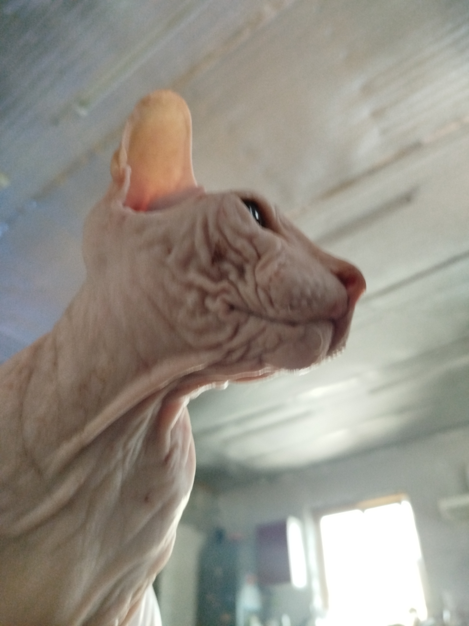 The image is a close-up, angled shot of a hairless cat's head and neck. The cat's skin is wrinkled, and its ear is visible, with light shining through it. The background is blurred, but appears to be an interior space with a textured ceiling and some out-of-focus objects, possibly furniture or appliances, in the distance. There is a bright light source visible in the far background, which could be a window or a lamp. The cat's eyes are not clearly visible due to the angle and focus. No specific location in Zavodoukovsk, Russia can be identified from this image.