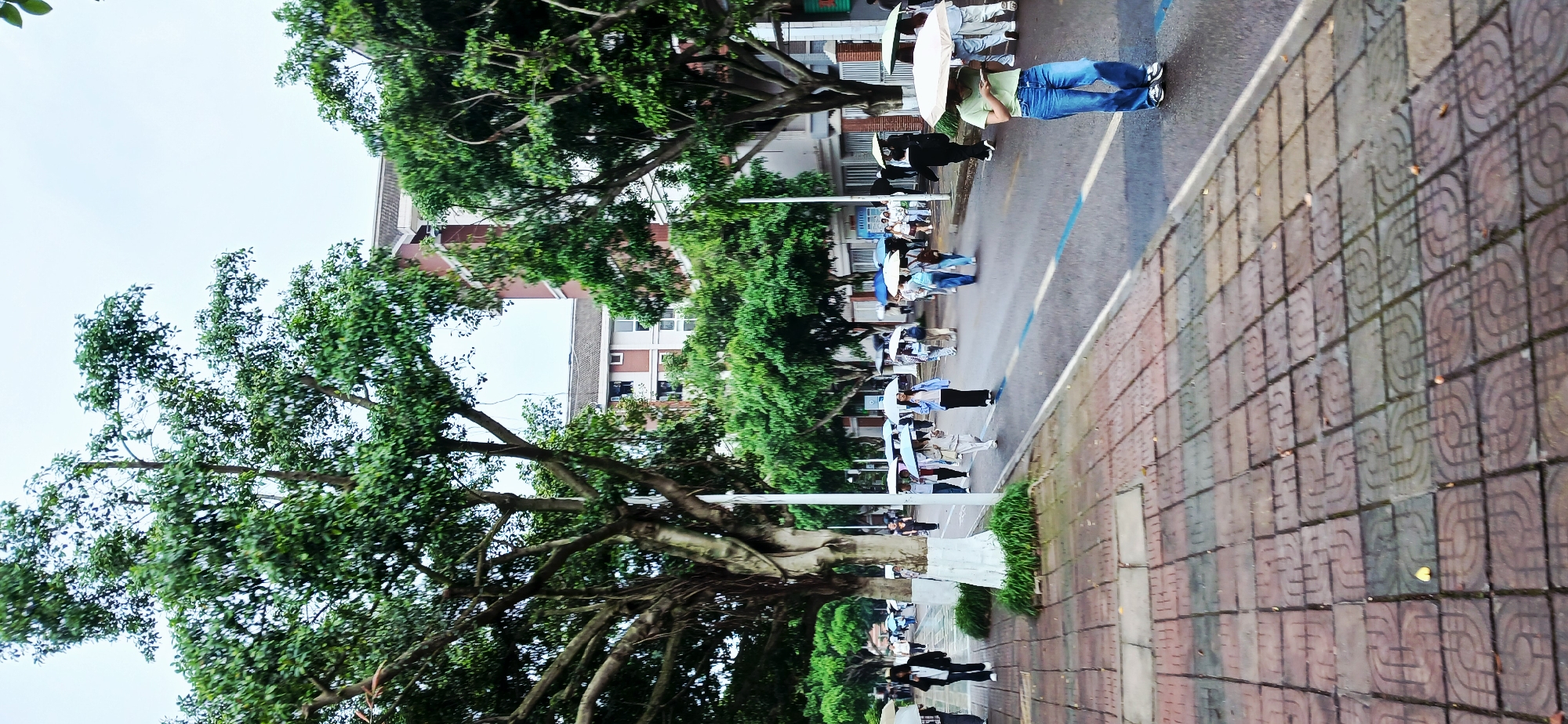 This image depicts an outdoor urban or campus scene, likely within the Chongqing High-tech Zone, China. The perspective is slightly elevated, looking down a paved street or pathway.
Numerous individuals, mostly young adults, are present. Many of them are holding open umbrellas, predominantly white or light-colored, indicating either rainy weather or a need for sun protection. People are seen walking, standing, and forming what appear to be queues or lines along the path. In the foreground, one person is notably engrossed in their mobile phone while holding an umbrella.
The setting features a grey asphalt road with distinct blue painted lines, alongside a patterned sidewalk composed of square tiles with a repetitive circular motif. Large, mature trees with dense green foliage and sturdy trunks line one side of the pathway, casting some natural shade. In the background, multi-story buildings with brick-colored and lighter facades, punctuated by numerous windows, rise against the sky.
The weather appears to be overcast, with a bright, diffused light suggesting daytime without direct sunlight. The atmosphere seems orderly and calm, with people going about their daily activities. There is no visible text in the image.