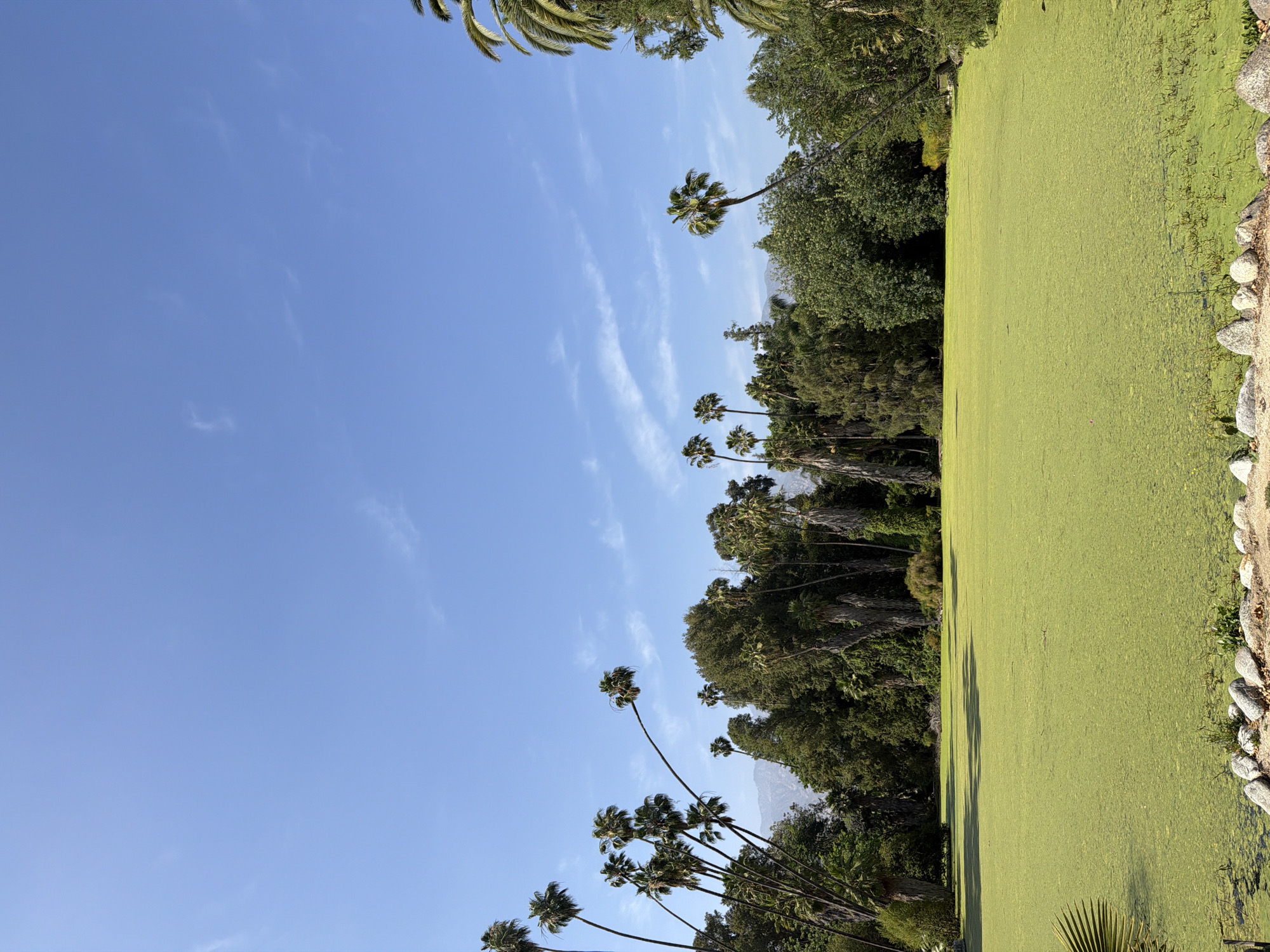 The image shows a landscape in Arcadia, United States of America, featuring a pond heavily covered with duckweed. The pond's edge is lined with rocks and sparse vegetation. Palm trees line the left of the frame, contrasting against a blue sky streaked with wispy clouds. Dense, green foliage dominates the background along the pond's perimeter. A mountain range is vaguely visible in the distance between trees.