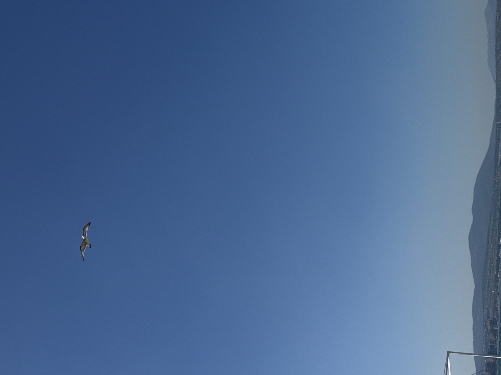 A seagull flies across a clear, blue sky over the city of Gelendzhik, Russia. The bird is in mid-flight, with its wings outstretched. In the distance, a range of mountains can be seen, bordering the city. A white structure, likely part of a building or a pier, is visible on the left side of the image. The sea is also visible in the distance, with a few small boats. The overall scene is one of a clear, sunny day.