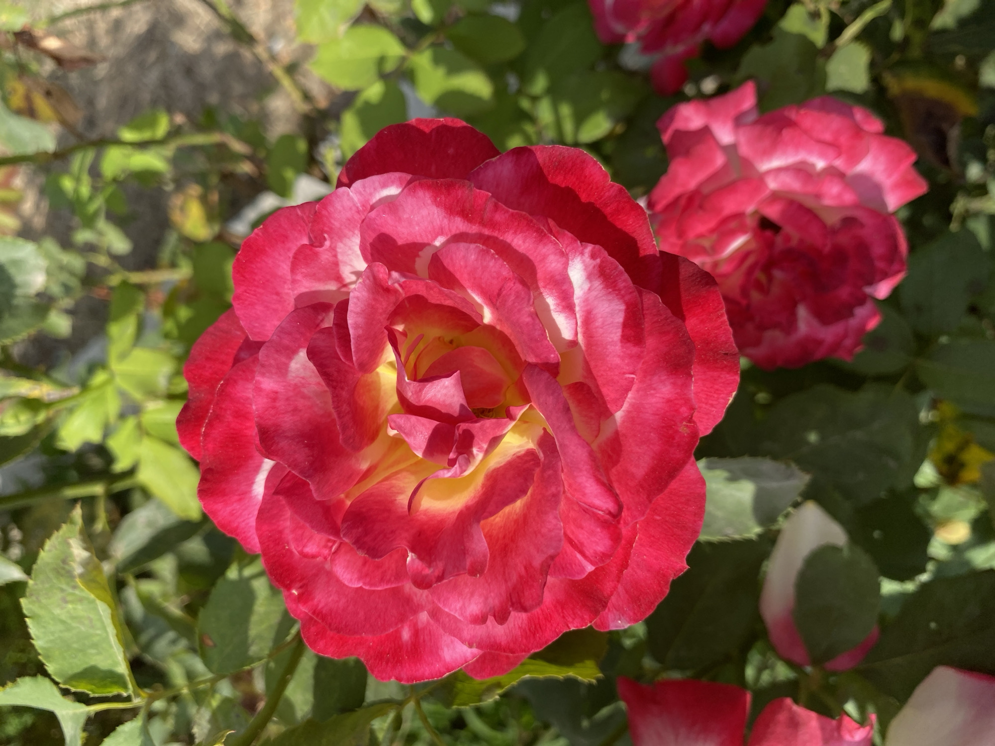 This is a close-up, eye-level, vertical outdoor shot of a vibrant, multi-colored rose bloom. The rose is predominantly a deep pink with bright yellow and white accents in its petals, particularly towards the center. The petals are layered and appear soft and slightly ruffled. The background consists of lush green foliage and hints of other rose blooms, some appearing slightly out of focus. The lighting suggests a sunny day, casting shadows and highlighting the textures of the petals. The image does not contain any recognizable landmarks or features that would indicate its specific location within Ventsy, Russia.