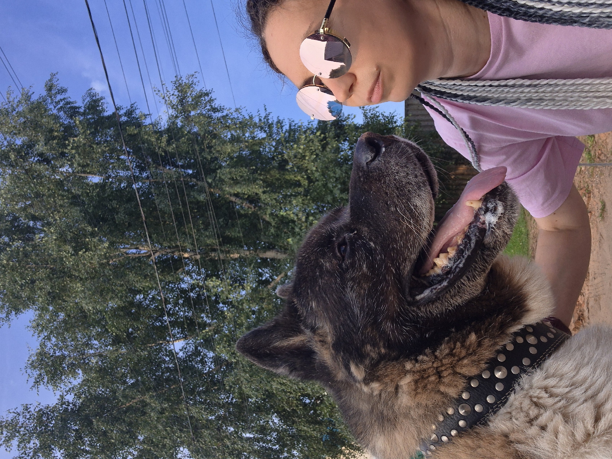A person wearing a pink t-shirt and round, rose-tinted sunglasses looks at an Akita dog. The dog, with a black studded collar, has its tongue hanging out and is looking towards the person. They are outdoors, with a large tree and power lines in the background, under a clear blue sky. The ground appears to be dirt.