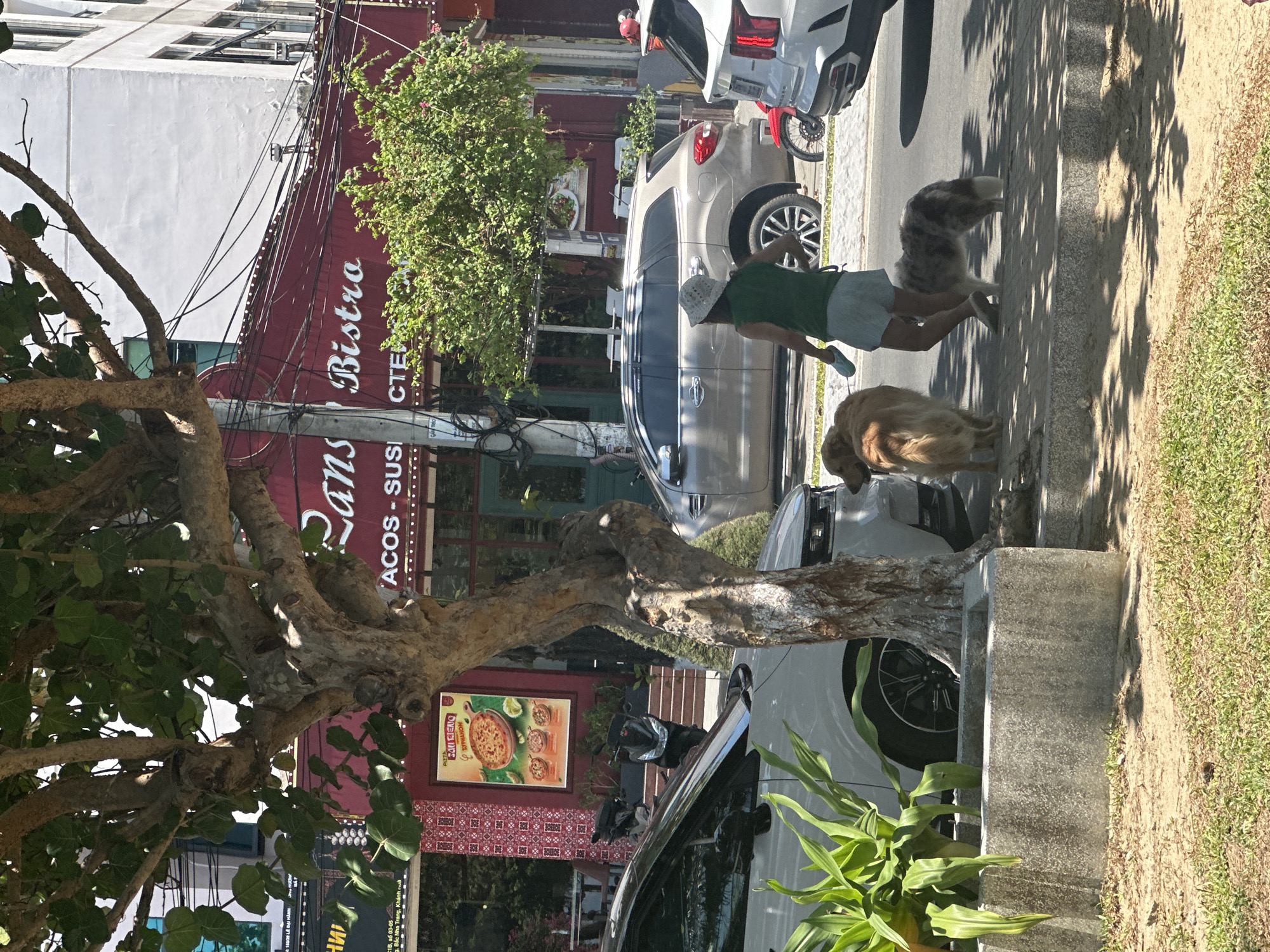 A woman with a white sun hat walks two dogs on a sidewalk in front of a red building. The woman is wearing a green shirt and light-colored shorts, holding a blue leash. One dog is a golden retriever, and the other is a smaller, speckled dog. Behind them, several cars are parked along the street, including a white SUV and a beige SUV. The red building features a sign that reads "ANS Bistro" and a menu poster displaying pizza. Scooters are parked in front of the building. The environment is an outdoor urban setting with trees casting shadows on the sidewalk and street. The location is Bac Nha Trang Ward, Vietnam.