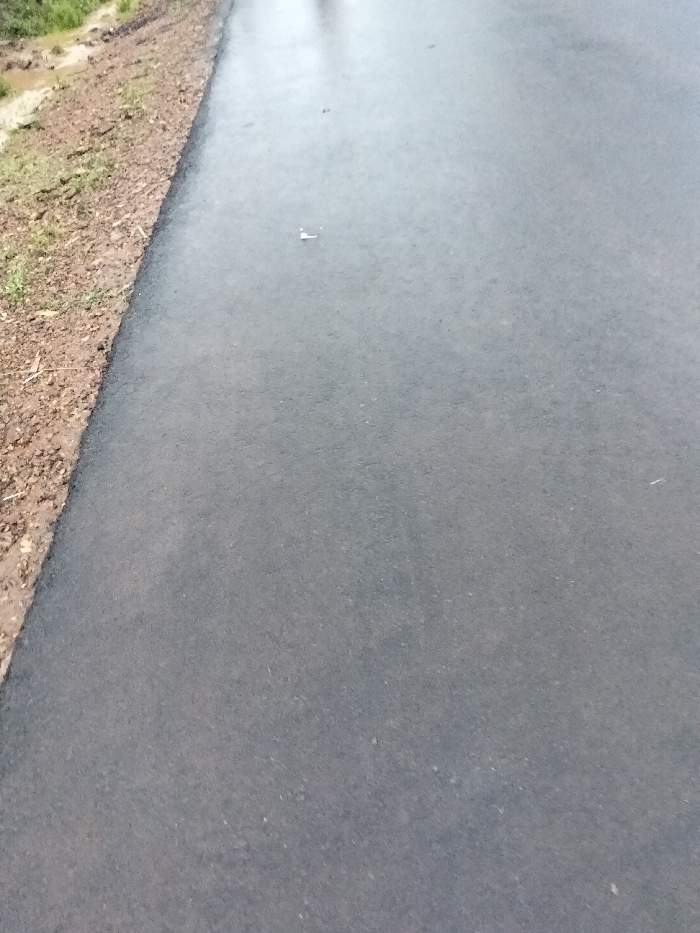 The scene depicts an outdoor environment in Nyansiongo ward, Kenya, focusing on a dark grey asphalt road surface. The road appears wet, reflecting ambient light from the sky. To the left of the asphalt, a brown, muddy shoulder extends, showing evidence of recent moisture. This shoulder features sparse green vegetation and scattered plant debris, including a few light-colored, elongated fragments. A distinct edge separates the smooth asphalt from the uneven, earthen shoulder. Approximately one-third down from the top edge and slightly to the right of the center, a small, white, irregularly shaped object, possibly plastic or paper, rests on the wet asphalt. No individuals, vehicles, or active interactions are present within the frame. The lighting suggests an overcast condition or a recent precipitation event.