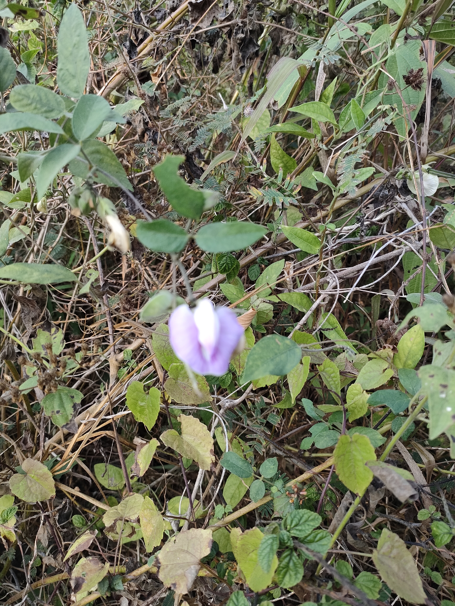 The image shows a close-up of a purple and white flower surrounded by dry leaves and green foliage. The flower is the central subject, with its petals slightly unfurled. The background is a blur of brown and green, suggesting a natural outdoor setting. There are no people or specific man-made objects visible. The scene appears to be a natural habitat, possibly a garden or a wild area, with a focus on the detail of the single bloom amidst the natural elements. The lighting appears to be natural, indicating it was taken during daylight. The overall impression is one of nature's delicate beauty.