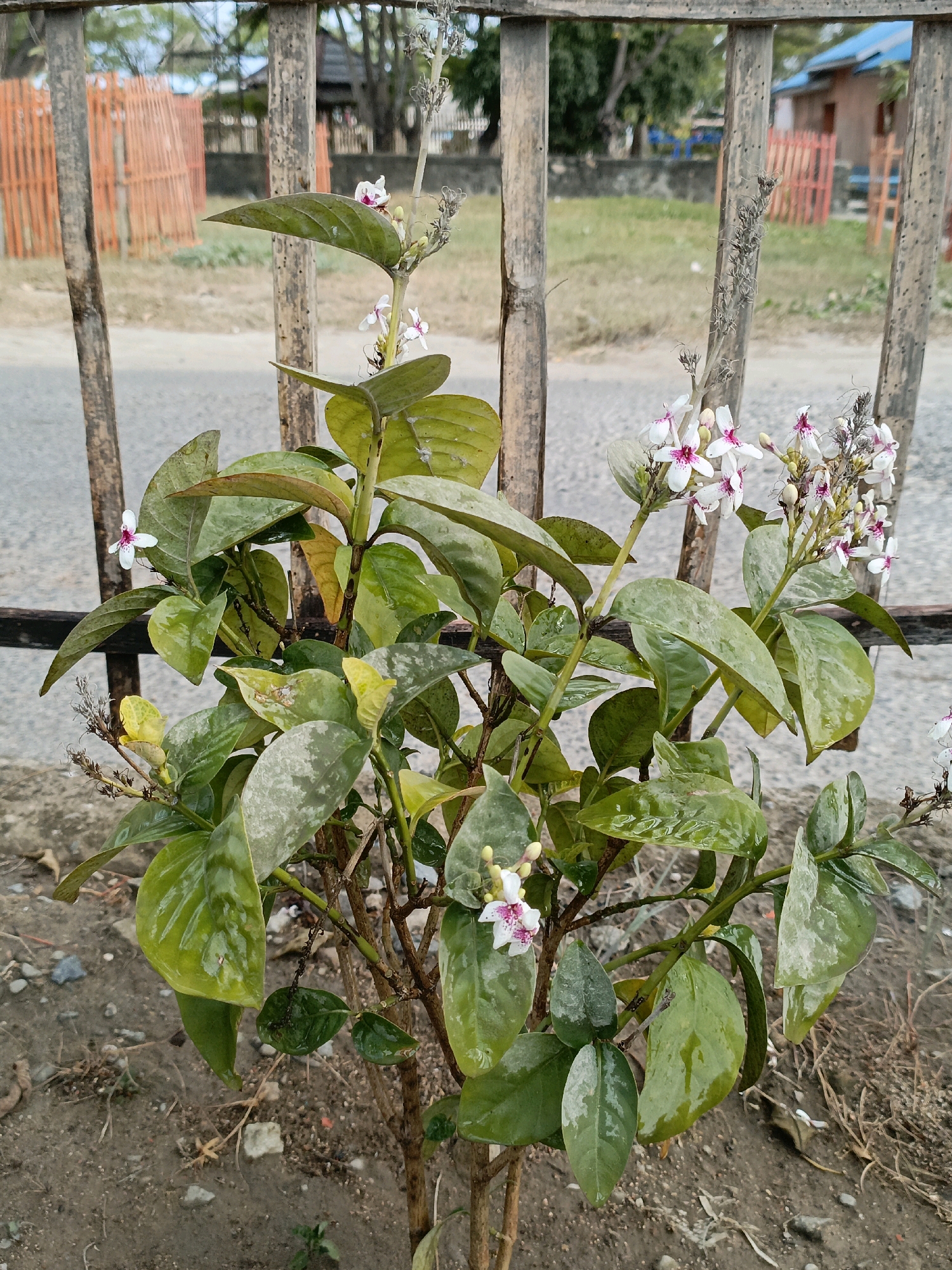A medium shot captures a flowering plant with dark green, glossy leaves and small white flowers with pink centers, positioned in front of a rustic wooden fence. The fence, composed of vertical bamboo-like poles and horizontal wooden planks, shows signs of age and weathering. Behind the fence, a dusty road is visible, bordered by dry grass and some orange fencing. Further in the background, simple buildings with blue roofs and more orange fencing can be seen, suggesting a rural or semi-urban environment. The ground surrounding the plant is covered in dirt and small stones. The image is taken outdoors, possibly in the city of Bulukumba, Indonesia, given the typical construction and vegetation. There are no people or animals present in the frame. The overall lighting suggests an overcast day.