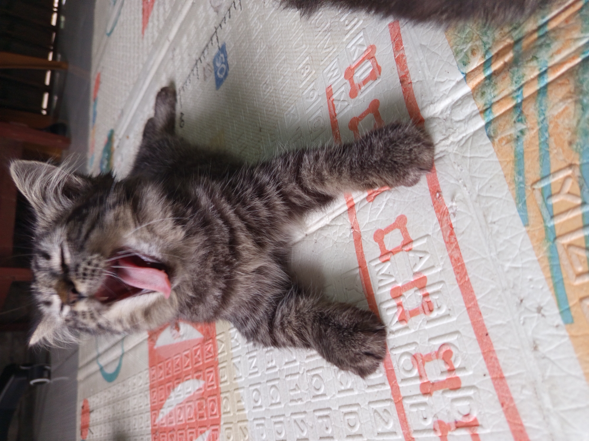 A close-up shot captures a gray tabby kitten in Salebu, Indonesia, yawning wide with its pink tongue and teeth exposed. The kitten is lying on its stomach on a patterned mat. The mat has a white base with repeating red and blue square patterns and diagonal orange and blue stripes. The kitten's fur is primarily gray with black tabby markings. Its eyes are closed, and its ears are perked. The background shows blurred wooden furniture, suggesting an indoor setting.
