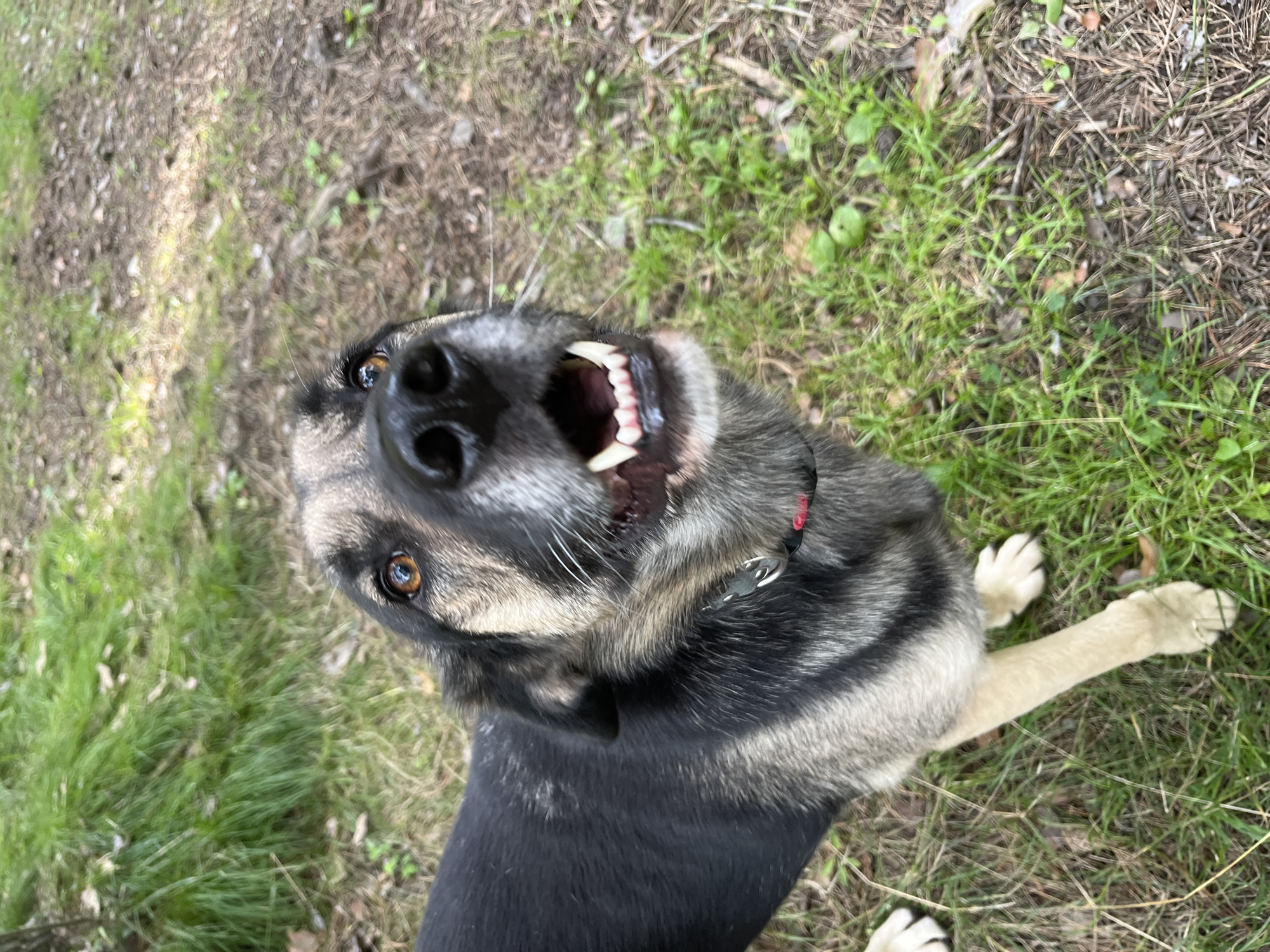 A medium shot shows a dog looking directly at the camera with its mouth open and tongue visible. The dog is a mixed breed with black and tan fur. It is wearing a black collar with a red tag. The dog is standing in a grassy area with some dirt and fallen leaves. The background is blurred, but appears to be a wooded area. The lighting suggests it is daytime. The image was taken in Nizhny Tagil, Russia.