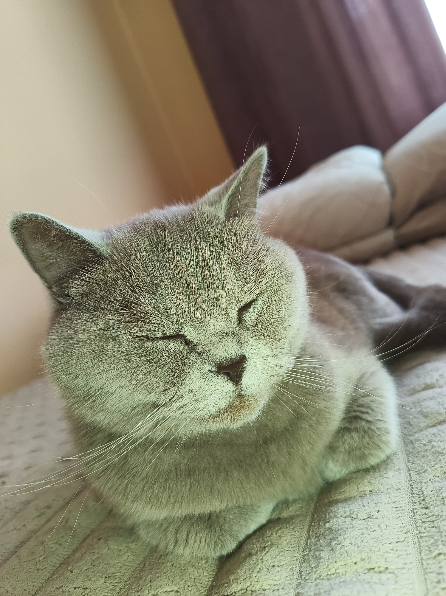 A close-up shot shows a grey British Shorthair cat with its eyes closed, resting on a textured light-colored surface, possibly a blanket or couch. The cat's fur appears soft and dense, with prominent whiskers fanning out from its muzzle. The background is softly blurred, revealing a hint of a wall and curtains, suggesting an indoor setting. No specific location in Ternopil, Ukraine is identifiable from the image. The lighting is soft and diffused, creating a peaceful and relaxed atmosphere.