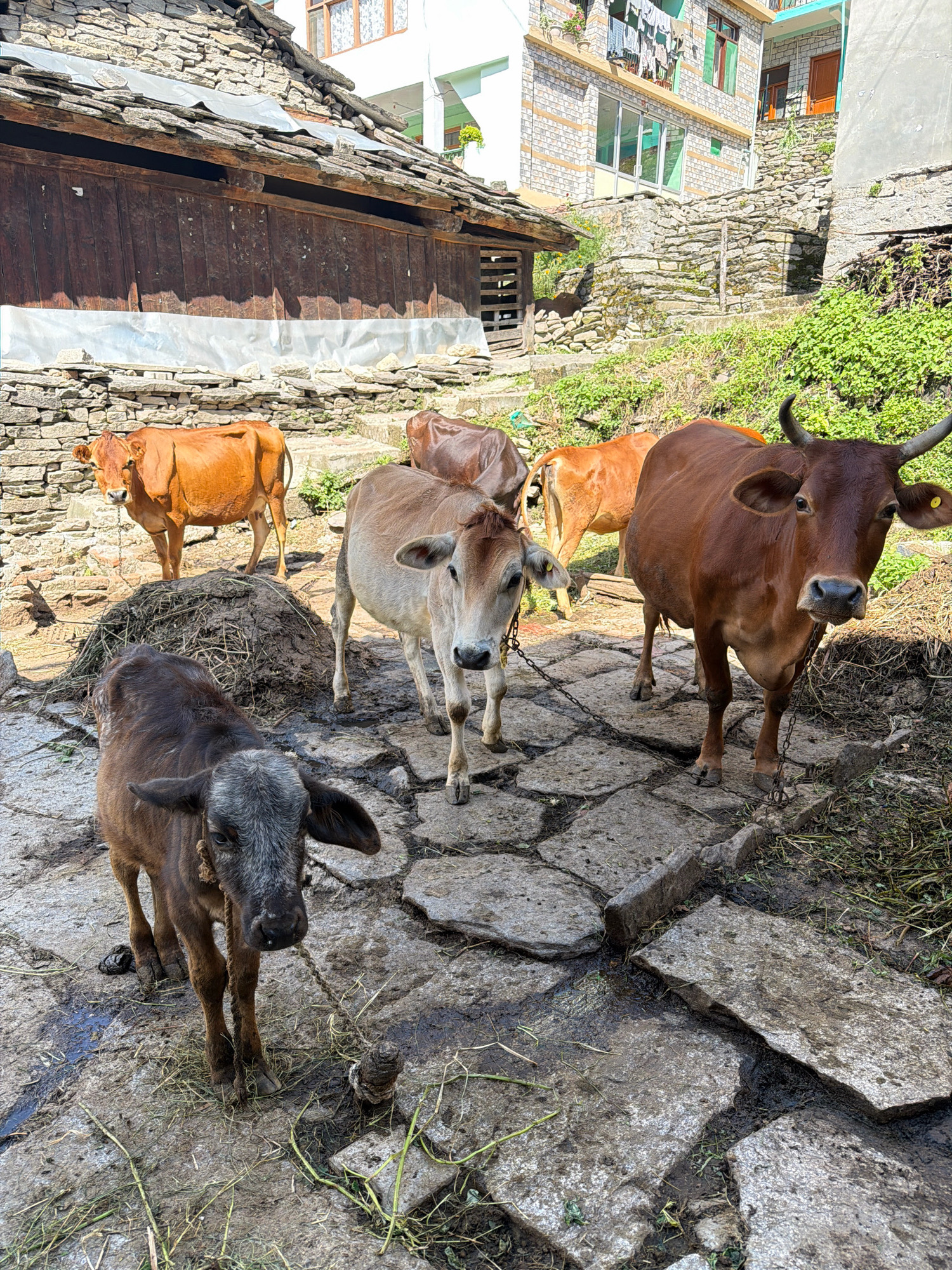A herd of five cows stands on a cobblestone path in a village setting. The cows are of varying colors, including brown, tan, and a darker shade. One cow in the foreground has a rope around its neck and appears to be a calf. In the background, there are stone buildings with wooden elements and a tiled roof. Green vegetation is visible on the slopes and around the buildings. The ground is a mixture of stone, dirt, and some sparse grass. The scene suggests a rural or semi-rural environment, possibly in Vashisht, India, given the architectural style and the presence of livestock.