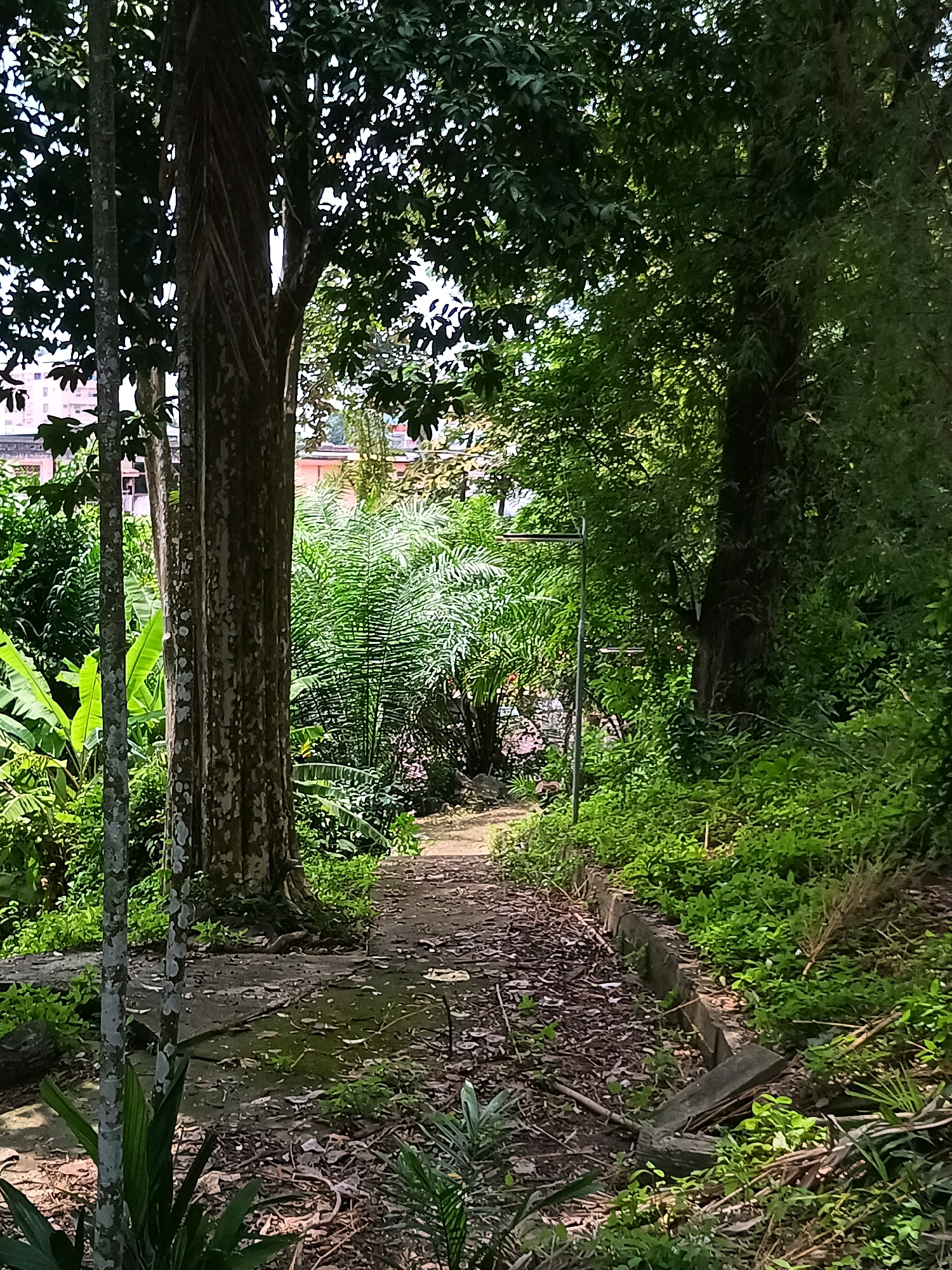 This image depicts a narrow, unpaved pathway winding through a dense, tropical-like garden environment. The pathway, covered with fallen leaves and debris, is bordered on the right by a low, worn concrete retaining wall overgrown with lush green foliage. To the left of the path, a large tree with a textured, greyish-brown trunk dominates the foreground, flanked by a slender, lighter-colored tree. Beyond these trees, a vibrant array of green vegetation, including what appear to be banana plants and palm fronds, creates a rich, layered backdrop. In the distance, glimpses of buildings with orange and beige facades are visible through the dense canopy, suggesting an urban or semi-urban setting. A metal structure, possibly a clothesline or a part of some outdoor equipment, is faintly visible amidst the greenery in the mid-ground. The lighting suggests it is daytime, with dappled sunlight filtering through the leaves, creating areas of both light and shadow. There are no people or animals visible in the image. The overall impression is one of a natural, somewhat overgrown area within a community.