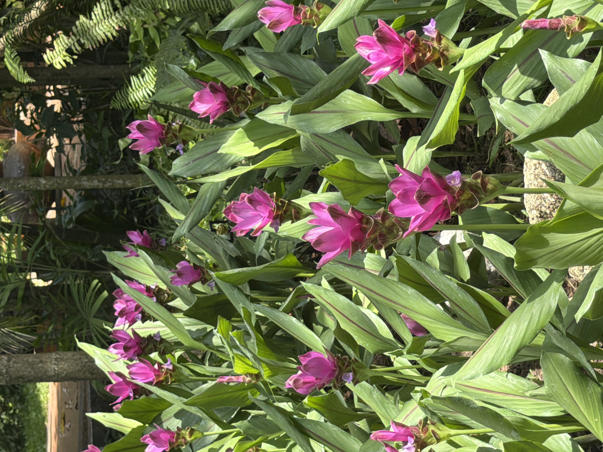 A cluster of vibrant pink Siam tulips (Curcuma alismatifolia) are in full bloom in a garden setting. The flowers, characterized by their conical bracts and delicate petals, rise from lush green foliage. The leaves are broad and elongated, with prominent reddish-purple veins running down their centers. Sunlight filters through the dense vegetation, creating dappled light and shadow on the plants and the earthy ground below. In the background, a hint of trees and ferns suggests a tropical environment, likely within the Ko Samui District of Thailand. No people or animals are visible in the frame.