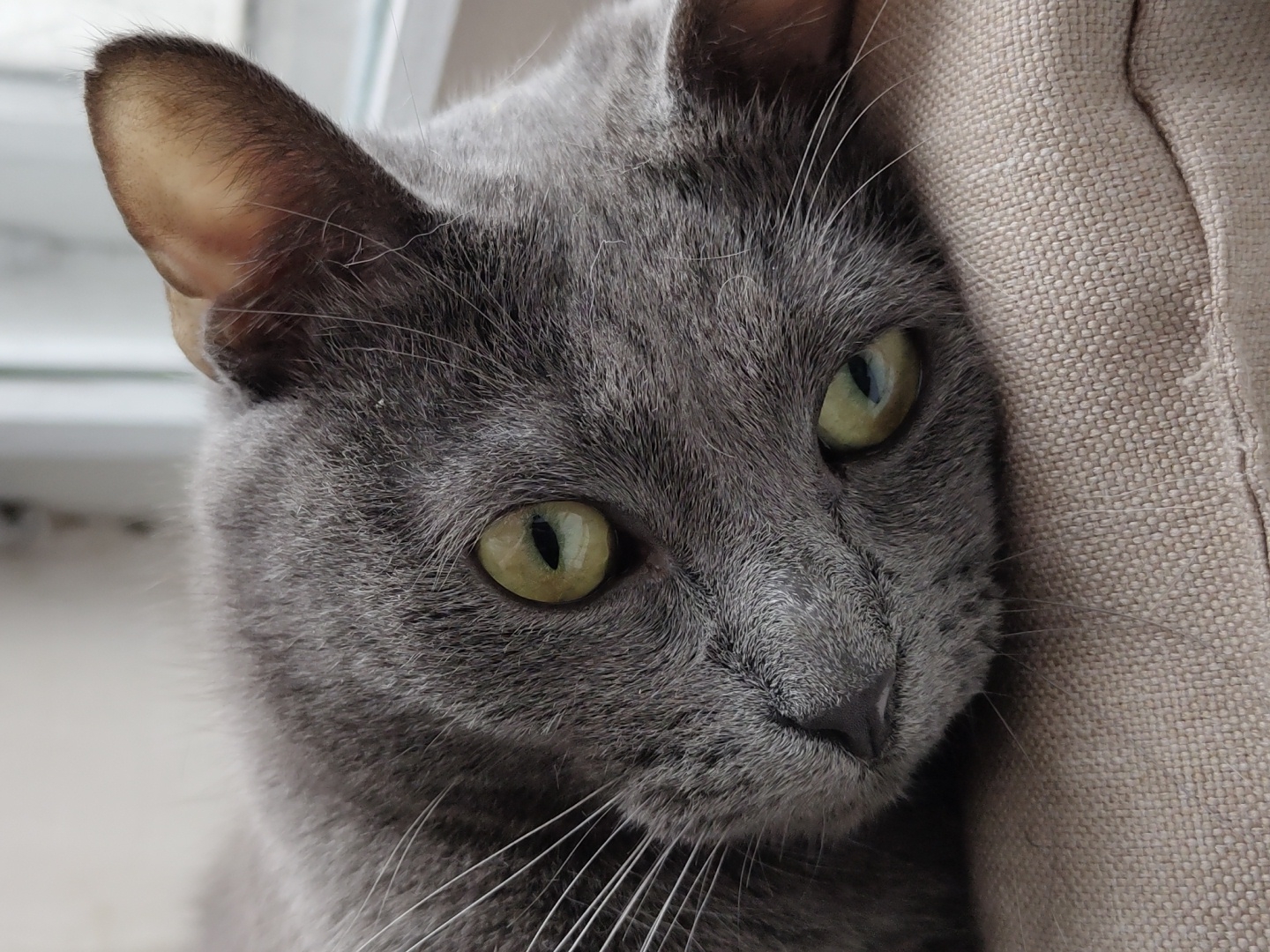 A close-up shot captures a grey cat with striking green eyes lying on a textured beige surface. The cat's head is tilted, with its left ear visible and slightly forward. Long white whiskers fan out from its muzzle. The background is softly blurred, showing hints of a window frame or light-colored wall. The focus is entirely on the cat's face, highlighting the detail of its fur and expressive eyes.