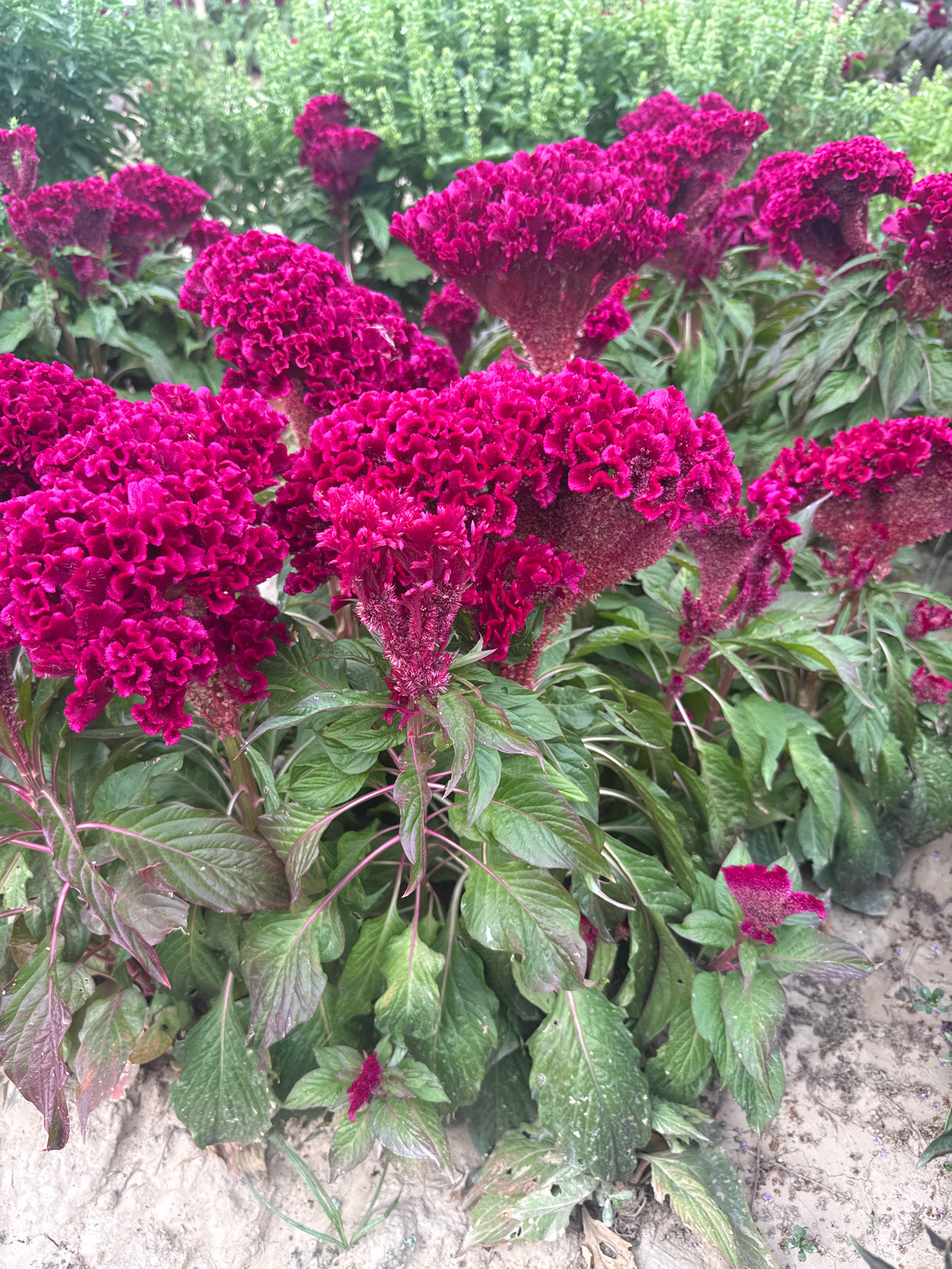 The image depicts a close-up view of vibrant, fuchsia-colored celosia flowers in bloom. The flowers have a distinctive crested or plumed appearance, with intricate, velvety textures. They are surrounded by lush green foliage, with some leaves showing hints of reddish-purple along the edges. The background is softly blurred, revealing more of the same green foliage, suggesting a garden setting. The ground beneath the plants appears to be dry, sandy soil, with some scattered dry leaves. The overall impression is one of a bountiful and colorful floral display. The scene is likely located in Karavantepa, Uzbekistan, a region known for its agricultural output and gardens. There are no people or animals visible in the image.