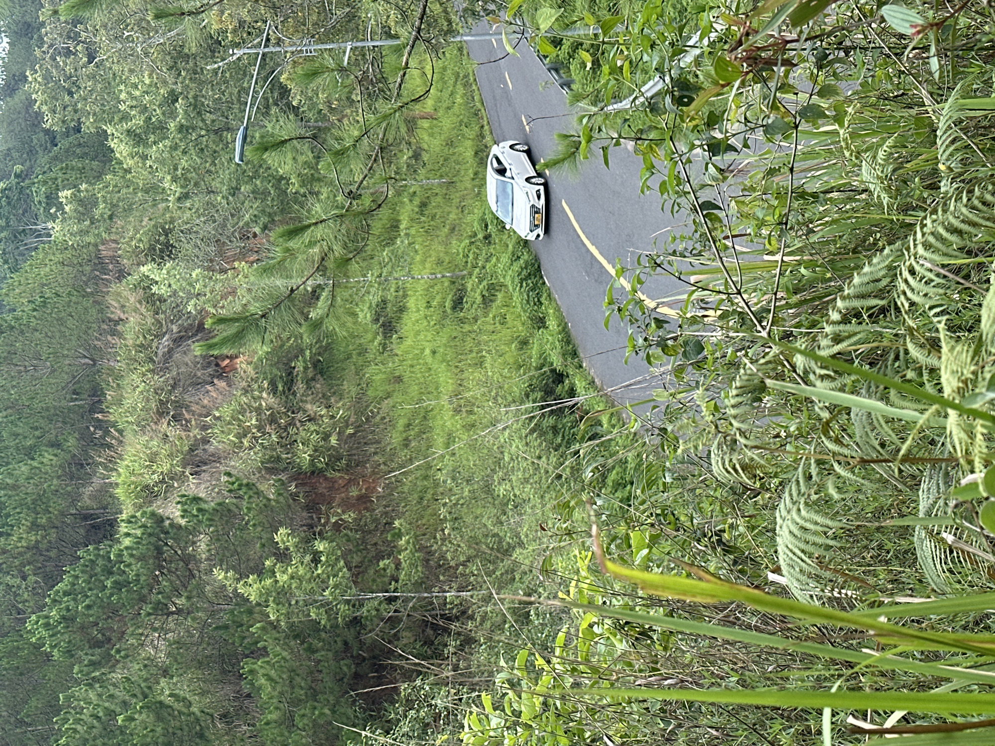 A high-angle shot captures a white car navigating a bend on a narrow, asphalt road. A single yellow line marks the road's center. The car is the only vehicle visible on the road. Lush greenery, including trees and tall grasses, surrounds the road, creating a dense forest environment. In the background, a pole (likely for electricity) is visible. The photo was taken in Da Lat, Vietnam, a city known for its hilly terrain and pine forests. No people are visible in the image.