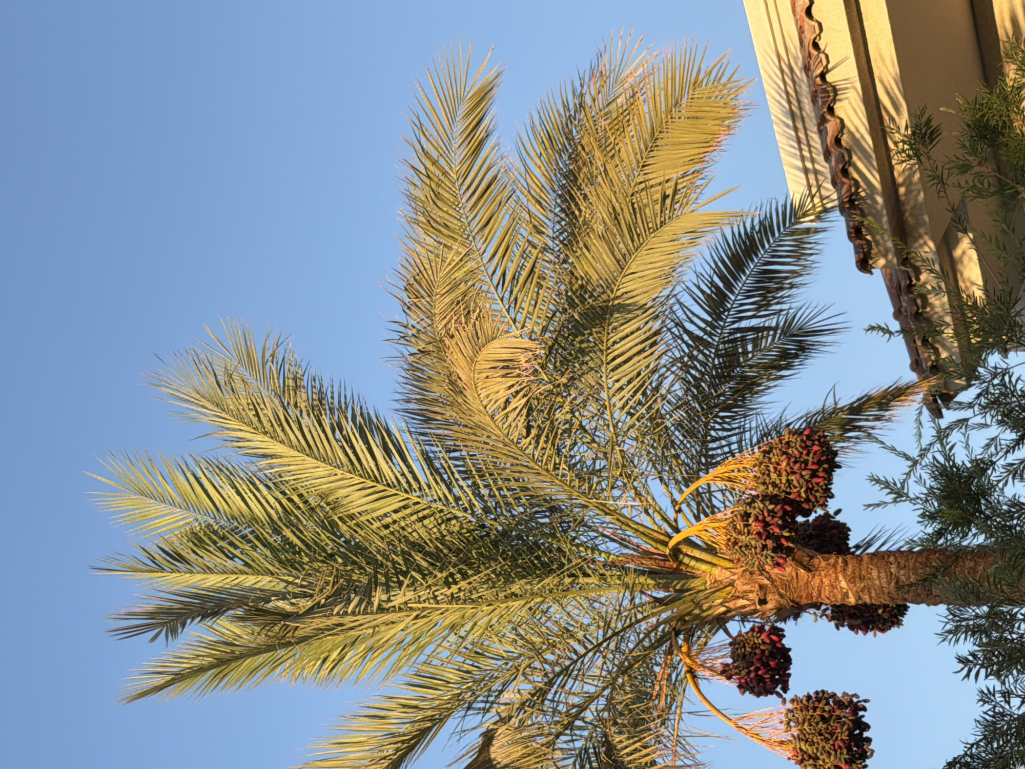A date palm tree with ripe fruit hangs in front of a clear blue sky, its fronds partially obscuring the sunlit roof of a building. The tree's trunk is textured and brown, with several clusters of red and green dates dangling from its branches. The building's roof is tiled with reddish-brown tiles, and the side of the building is a pale yellow. Shadows are cast on the building's facade, indicating late afternoon or early morning sun. In the foreground, some green foliage is visible. The scene appears to be outdoors in a warm climate, consistent with Sharm El Sheikh, Egypt.