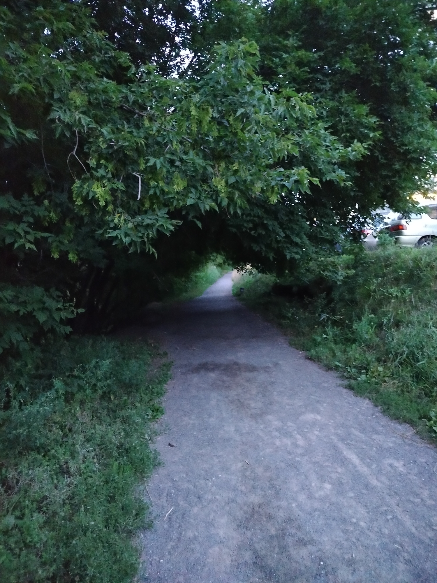 The image depicts a pathway through a wooded area, likely a park or a trail within the city of Novosibirsk, Russia. The pathway is covered with a gravel surface and is flanked by dense green foliage and trees. The branches of the trees arch over the path, creating a natural tunnel effect. In the background, a sliver of a parked light-colored car is visible amidst more greenery, suggesting the proximity of a street or parking area. The lighting indicates it is either early morning or late evening, with a subdued natural light. No people or specific landmarks are identifiable.