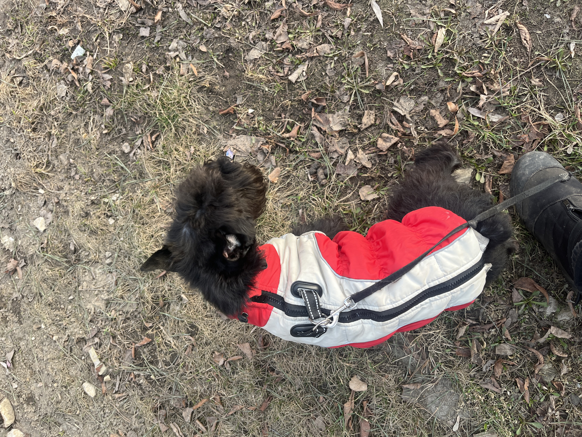 A top-down shot shows a black, furry dog wearing a red and grey jacket with a leash attached. The dog is on dry grass and dirt with scattered leaves and small plants. A person wearing a black boot is partially visible at the right edge of the frame, suggesting they are holding the dog's leash. The location is not determinable from the image.