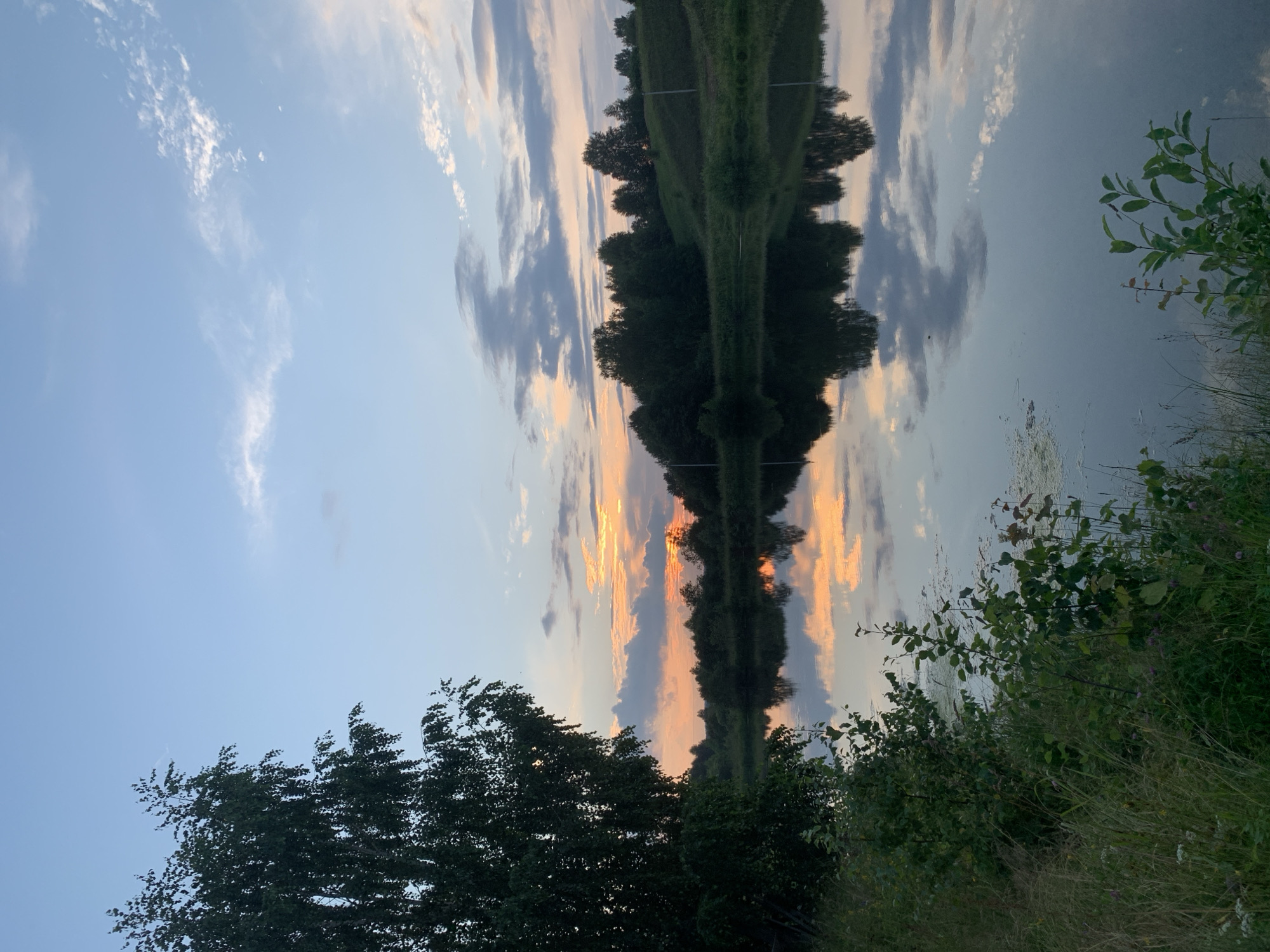 This image depicts a tranquil natural scene, likely a lake or slow-moving river, on the outskirts of Zasechnyi, Russia. The time of day appears to be dusk, with a soft, diffused light bathing the landscape.
In the foreground, to the left, a large, leafy tree with dark green foliage dominates the frame. Its branches extend upwards and towards the right, partially obscuring the sky. The ground beneath the tree is covered in tall, dry grasses and some scattered wildflowers, suggesting a somewhat wild or uncultivated area. To the right of the tree, the vegetation becomes denser with a variety of green bushes and plants, some with delicate leaves.
The middle ground is occupied by a calm body of water that perfectly reflects the sky and the trees on the opposite bank. The water's surface is smooth, with only minor disturbances creating gentle ripples. A thin layer of light-colored aquatic vegetation is visible on the water's surface, particularly towards the left side.
The background features a treeline composed of numerous deciduous trees, their dark silhouettes contrasting with the soft hues of the sky. Beyond the trees, a gently sloping hill is visible, also covered in greenery.
The sky above is a canvas of soft blues, oranges, and pinks, indicating the setting sun. Wispy white clouds are scattered across the sky, catching the last rays of light. The overall atmosphere is serene and peaceful, typical of a rural landscape at the end of the day. There are no visible people or man-made structures, emphasizing the natural beauty of the location.