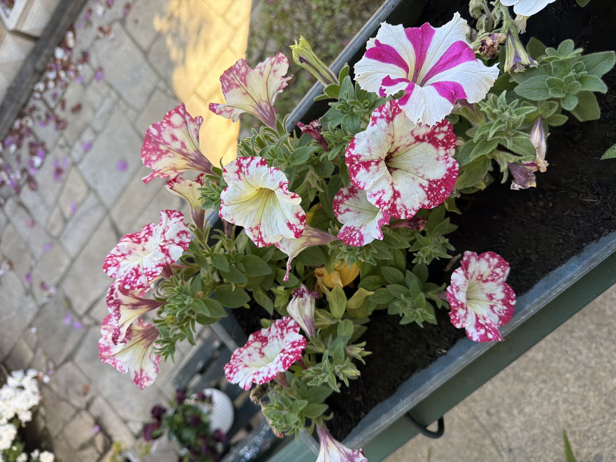 The image shows a planter box filled with petunia flowers. The flowers are primarily white with red speckles and stripes. The planter box is gray and sits outside. The location is Vila Real, Portugal. The background includes a brick pathway with some fallen leaves. The flowers are in full bloom and appear healthy. Some other plants are visible in the background. The image is taken from a high angle, looking down into the planter box.