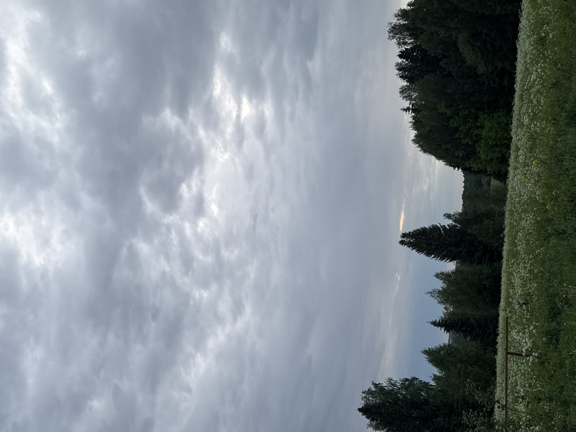 The image depicts a landscape with a cloudy sky dominating the view. The lower right portion of the image contains a dense field of white flowers. A dark green forest lines the horizon behind the field, with trees of varying heights. The light conditions suggest either early morning or late evening. The location is Nizhnyaya Gar', Russia, based on the metadata.
