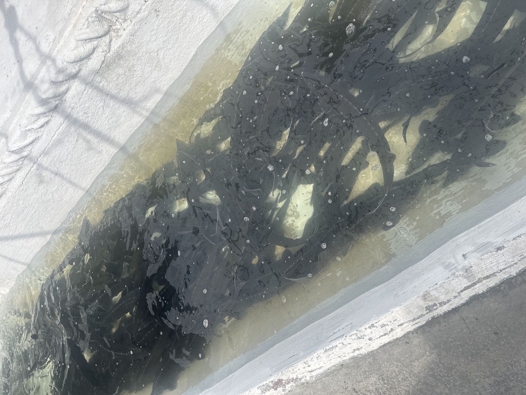 The image shows a rectangular, concrete tank filled with water, likely located outdoors. Inside the tank, a large number of dark-colored fish, possibly sturgeon or catfish, are densely packed together. The water is somewhat murky, with bubbles visible on the surface. The tank is surrounded by a concrete structure, with a rough, textured surface. Shadows cast by an overhead structure fall across the tank's edge. The location is specified as Rekha, Georgia, but there are no other details providing further contextual information.
