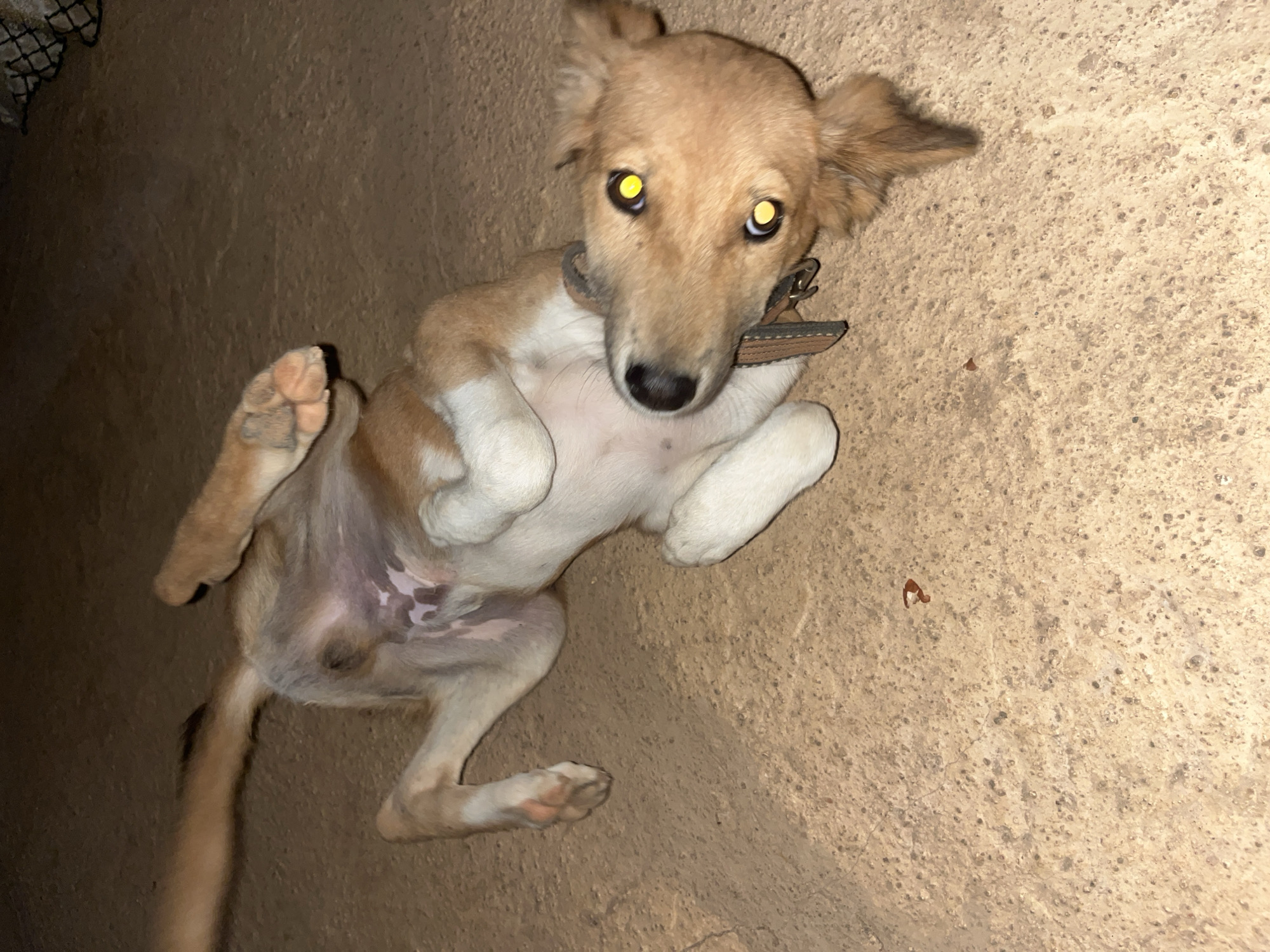 A medium-sized, light brown dog with white markings on its belly and paws is lying on its back on a sandy, concrete-like surface. The dog's eyes are glowing a bright yellow, likely due to the flash of the camera. Its front paws are curled up towards its chest, and its hind legs are extended. The dog is wearing a brown collar. The environment appears to be outdoors, possibly a yard or a street, with a textured, sandy ground. A small, reddish-brown object is visible on the ground near the dog's hindquarters. The background is dark and out of focus, suggesting the photo was taken at night or in low light conditions.