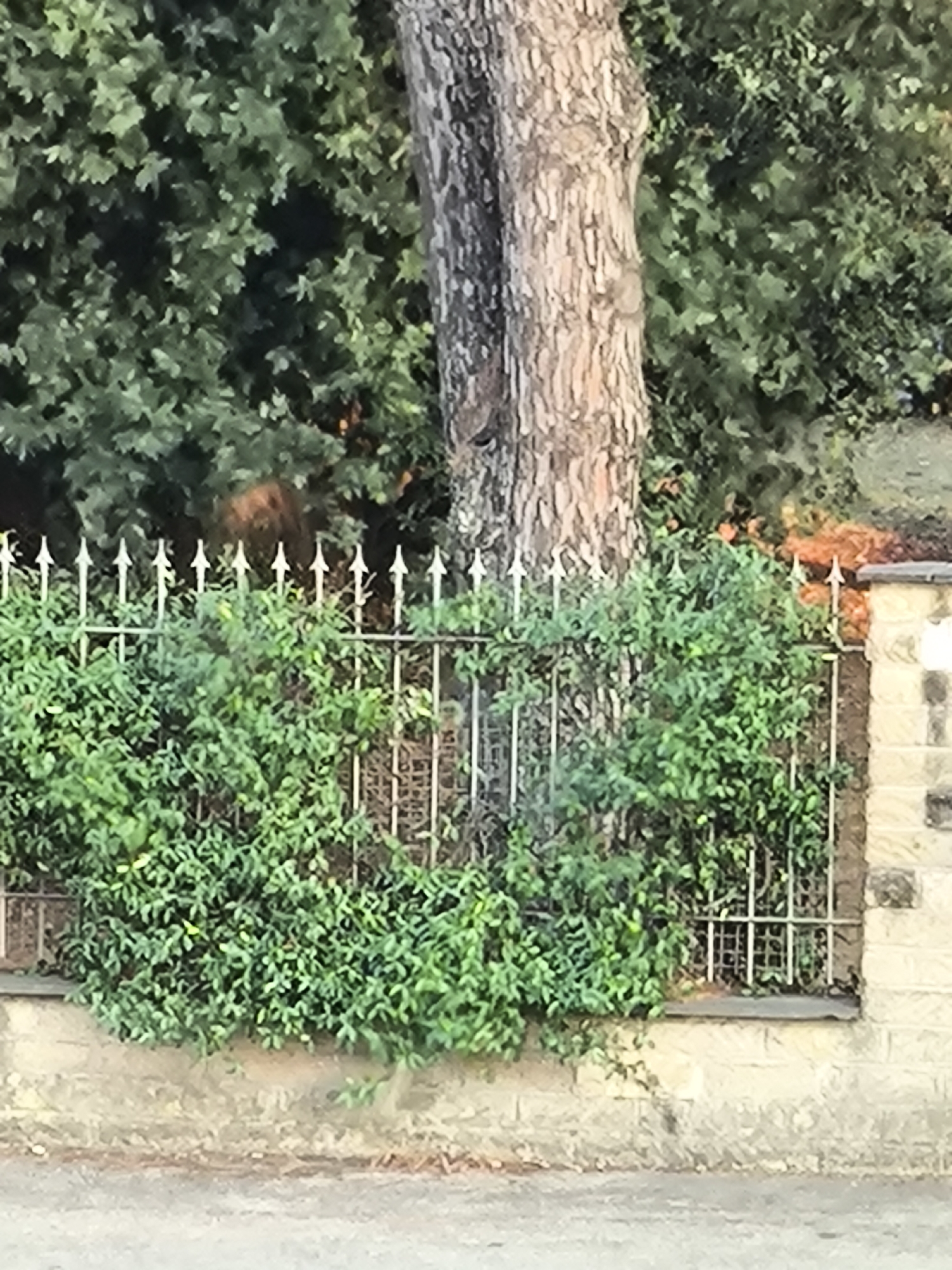 A medium shot captures a weathered stone wall topped by a white metal fence and lush green bushes in the city of Unknown, Unknown. The foliage partially obscures the fence, with only the pointed finials of the vertical bars visible. Behind the fence, a large tree trunk with rough, textured bark dominates the center of the frame. Dense green leaves from mature trees form a thick canopy in the background, with patches of orange light peeking through the foliage on the right side. The ground in the foreground is a paved surface, likely a road or sidewalk.