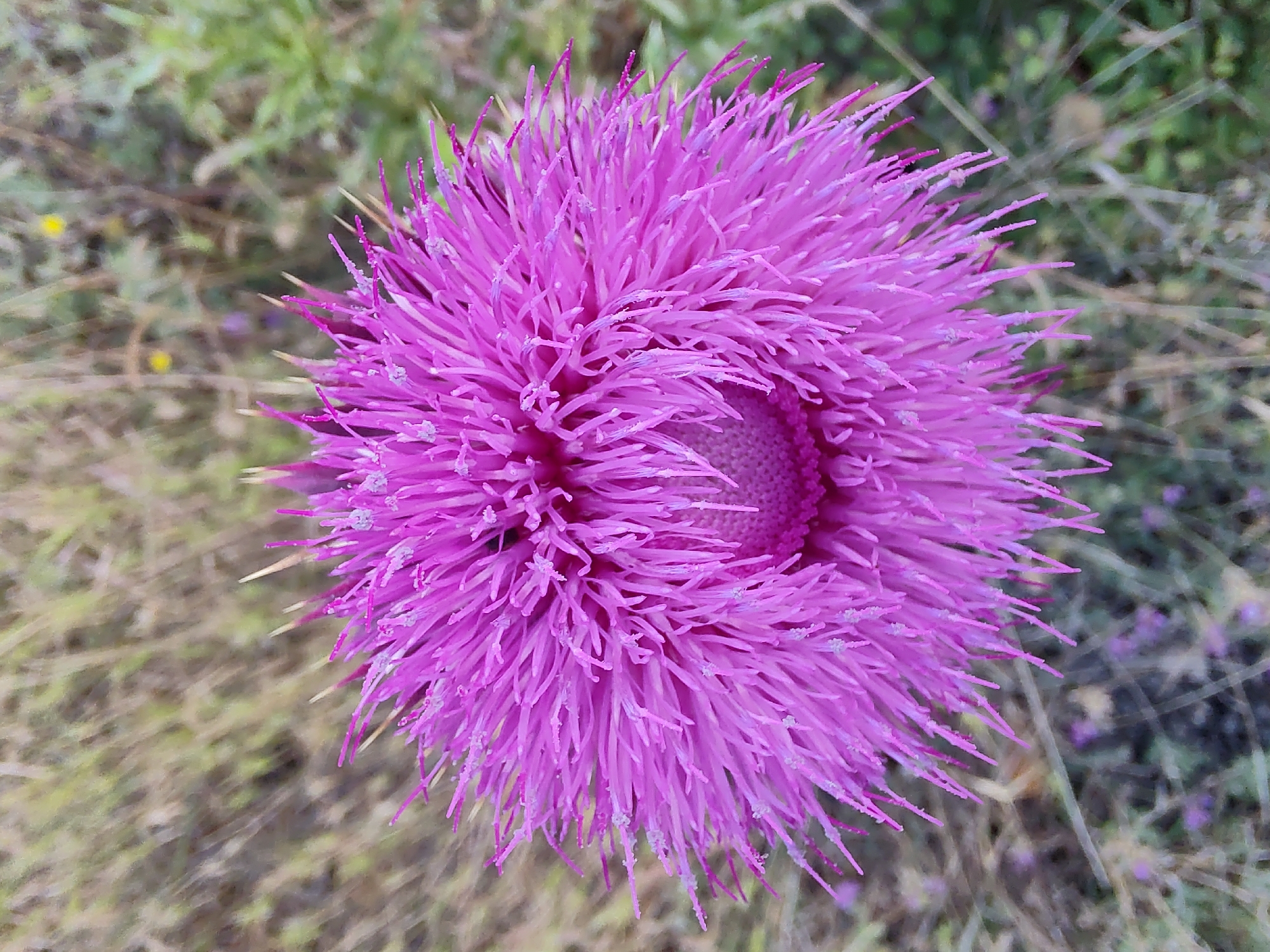 This close-up, top-down shot features a vibrant purple or magenta thistle flower as its primary subject, set against a softly blurred background of green and brown vegetation. The flower, likely a species of Carduus or Cirsium, is characterized by its dense, spiky florets that give it a textured, somewhat fuzzy appearance. Tiny white specks, possibly pollen or dew, are visible on the tips of many florets. The flower is symmetrical and fills a significant portion of the frame, with the central part appearing slightly darker and more compact.
No specific activity or event is taking place; the image is a still nature photograph.
Notable details include the striking color of the flower, a vivid fuchsia-purple, which contrasts with the muted, out-of-focus background. The lighting suggests it is daytime, though the exact time is not discernible. The blurred background indicates an outdoor, natural setting, consistent with a field or wild area in Selishte, Bulgaria. No text is visible in the image.