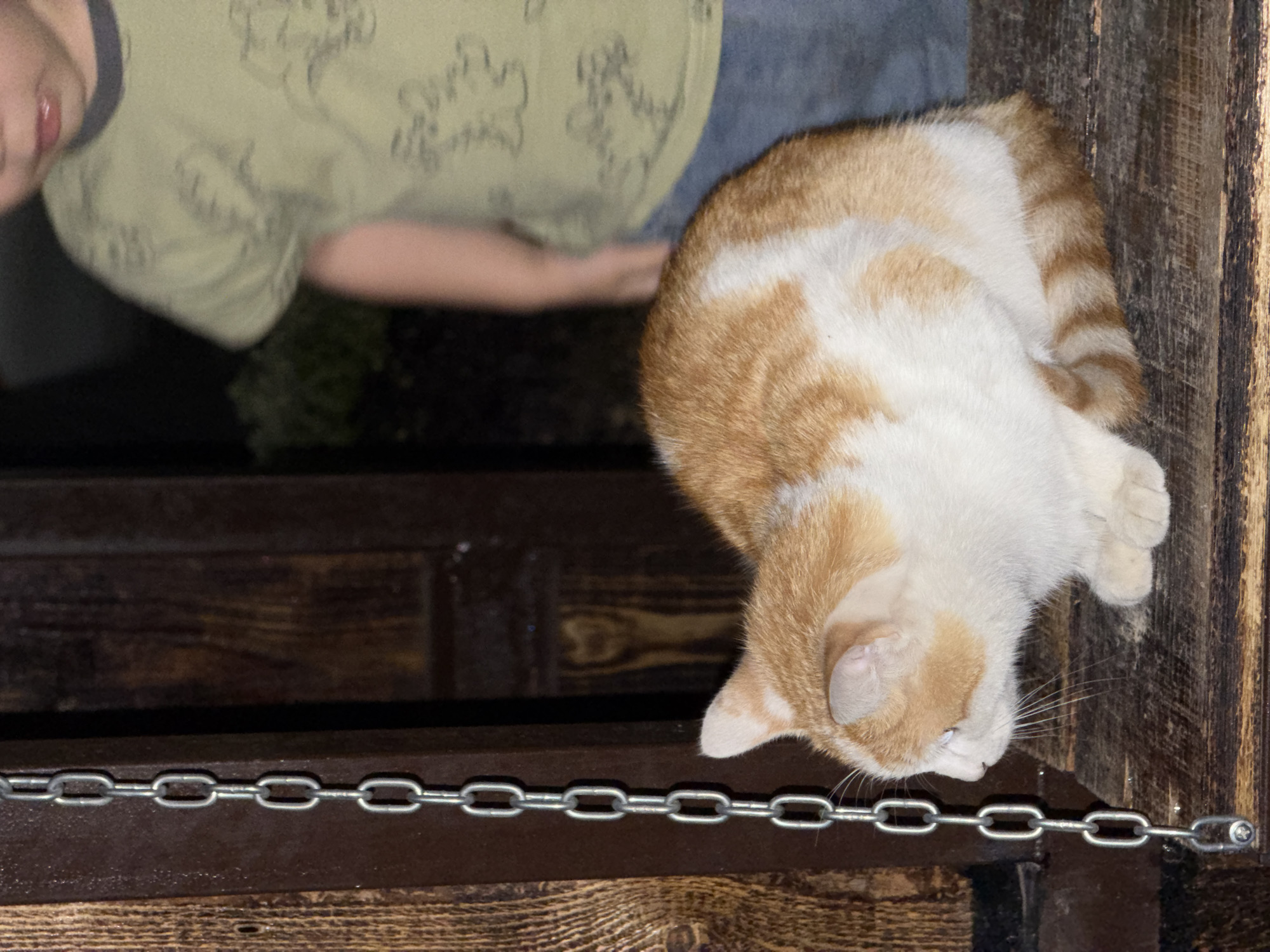 In an outdoor setting in Chirchik, Uzbekistan, a ginger and white cat is perched on a rustic wooden surface. The cat is looking to its left, with its body facing forward. A metal chain hangs vertically to the left of the cat. In the background, a child is partially visible, wearing a light green t-shirt. The overall scene appears to be in natural light, possibly at dusk.