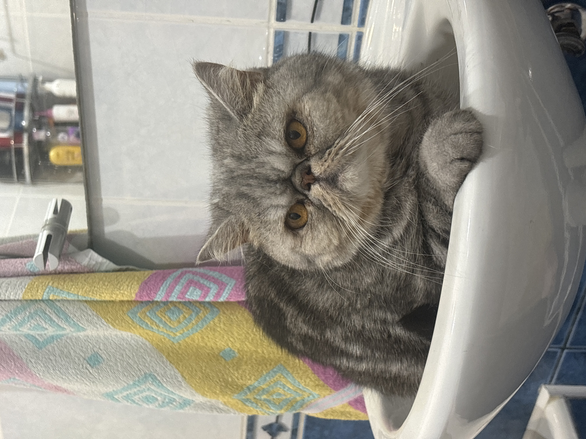 A grey tabby cat with amber eyes is curled up inside a white sink. The cat's head is tilted and it is looking directly at the camera. The sink is in a bathroom, as indicated by the blue tiled wall in the background. A colorful patterned towel is draped over the edge of the sink, and a chrome object, possibly a faucet handle, is visible on the towel. The lighting suggests it is daytime.