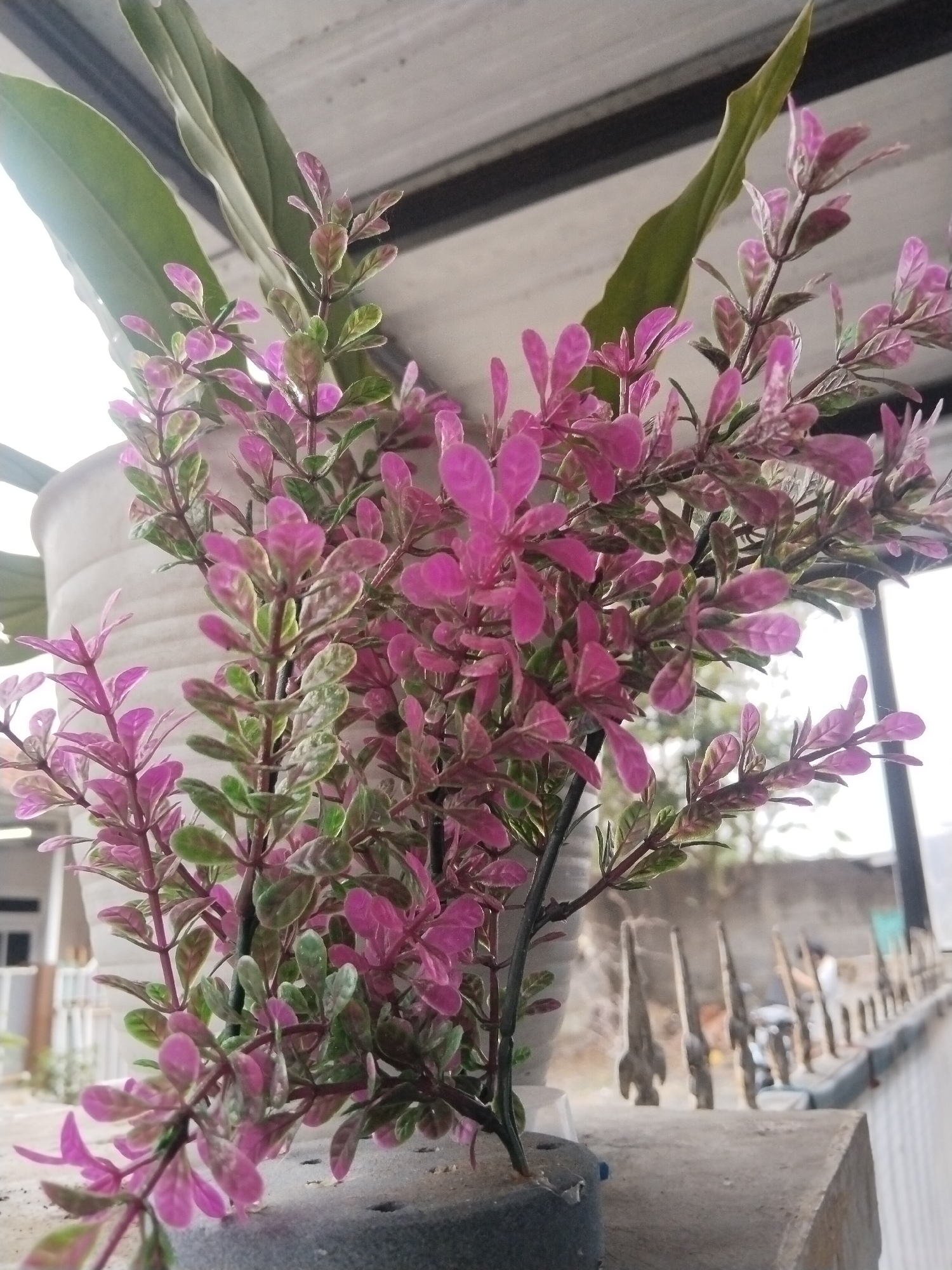 A close-up, eye-level shot shows a vibrant plant with pink and green leaves in a pot. The plant has a dense growth of small, ovate leaves with pointed tips, transitioning from green at the base to a deep pink at the tips. Some larger, elongated green leaves are visible behind the main plant. The plant is in a light-colored pot, which is situated on a textured, gray surface. In the background, a blurred outdoor scene is visible, featuring a railing with several decorative objects, possibly statues or wind chimes, lined up along it. The overall lighting suggests it is daytime, with a bright light source coming from the upper left. The image appears to have been taken in a residential or garden setting. The specific location in Tasikmalaya, Indonesia, cannot be determined from the visual information alone.