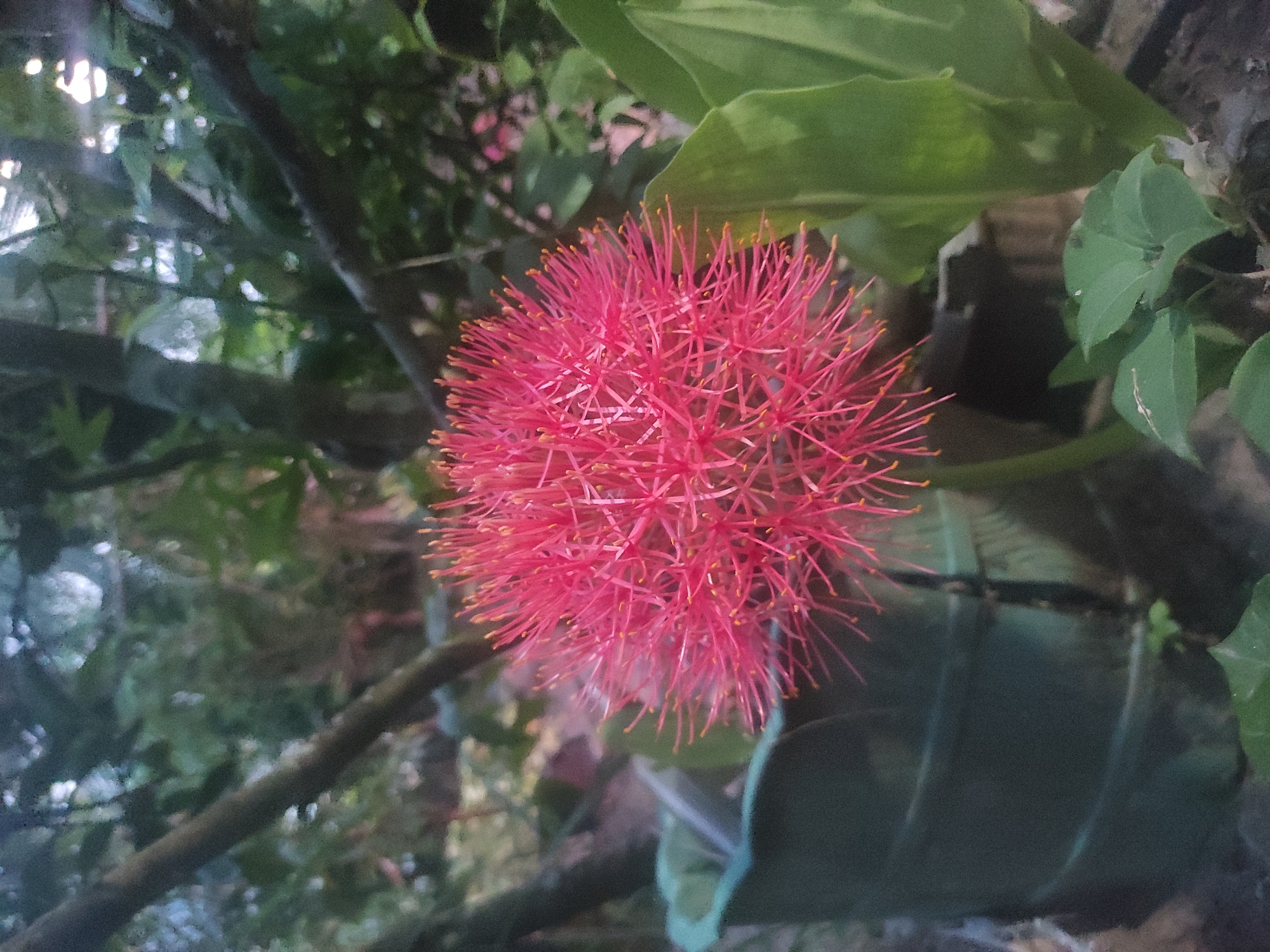 A vibrant, spherical flower dominates the center of the image, showcasing numerous thin, bright red stamens tipped with tiny yellow anthers. This striking bloom appears to be a Blood Lily (*Scadoxus multiflorus* or a similar species), characterized by its dense, spiky texture. The flower is positioned against a soft, out-of-focus background of lush green foliage and darker tree branches.
Various shades of green leaves create a natural, verdant backdrop, suggesting an outdoor garden or a wild green space. Hints of brighter light, possibly sunlight filtering through the canopy, are visible in the upper left area, indicating it is daytime. No specific activity, people, or objects are depicted other than the plant life. The image captures a serene moment of nature, consistent with a tropical environment like Lhokseumawe, Indonesia. There is no visible text.
