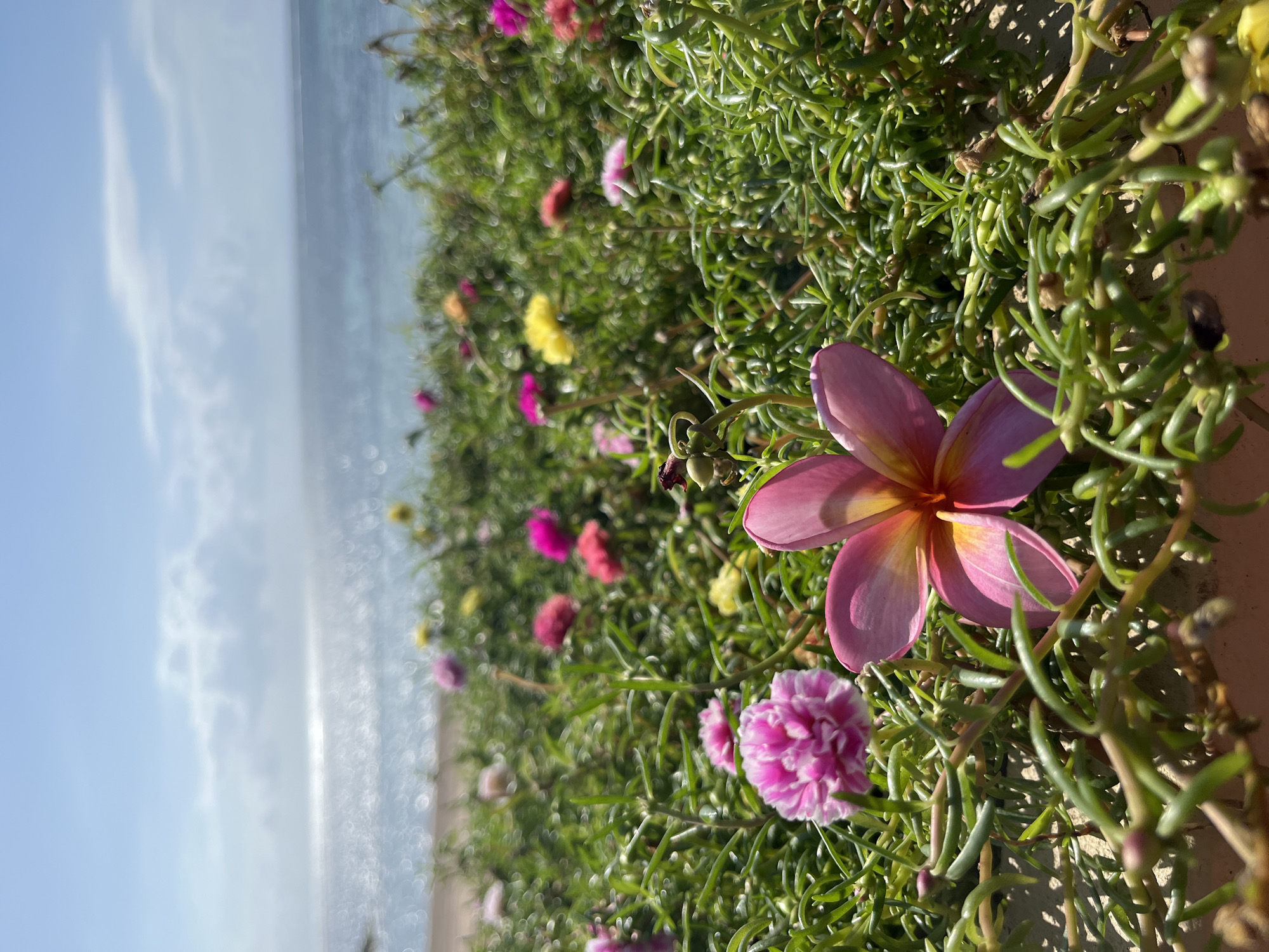 In Kuta Selatan, Indonesia, a low-angle shot captures a vibrant ground cover of succulent plants with small, colorful flowers, including pink, yellow, and white varieties. In the foreground, a large, pink plumeria flower is prominently featured, its petals tinged with yellow and orange at the center. Behind the flowers, the azure ocean stretches to the horizon under a bright blue sky with scattered white clouds. The sun reflects brightly on the water's surface, creating a shimmering effect. The scene is serene and natural, with no people or man-made structures immediately visible.