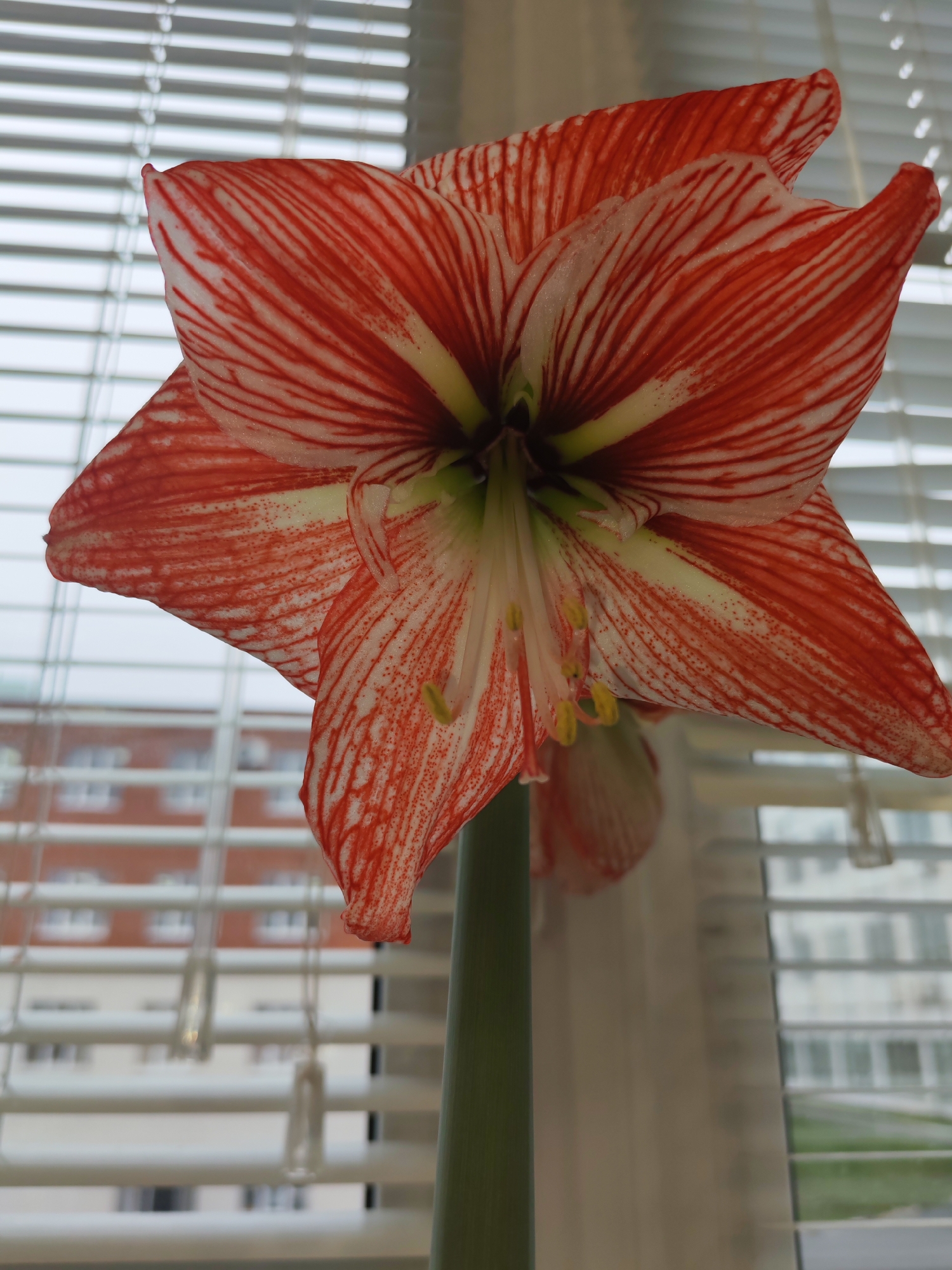 A close-up shot features a red and white striped Amaryllis flower. The flower is positioned in front of a window covered with white blinds. Outside the window, a building with multiple stories and a brick facade is visible. The exact location of Izhevsk, Russia, cannot be determined with certainty from the image.