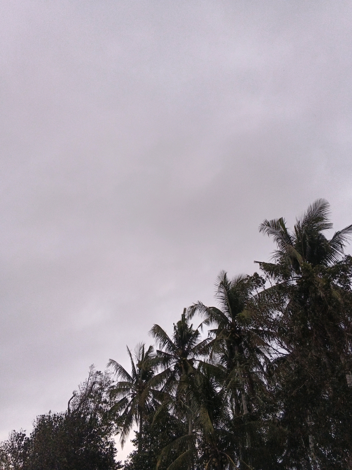 The image depicts a low-angle view of several coconut palm trees silhouetted against a muted, overcast sky. The trees are densely packed, with fronds extending upwards and outwards, partially obscuring the sky. The lighting suggests it is either early morning or late afternoon, or a heavily clouded day. The scene appears to be outdoors, likely in a tropical or subtropical environment, consistent with the vegetation. The location in Wates, Indonesia, suggests a coastal or rural setting where such trees are common. There are no people or animals visible in the frame. The overall atmosphere is one of natural, unmanicured foliage against a somber sky.