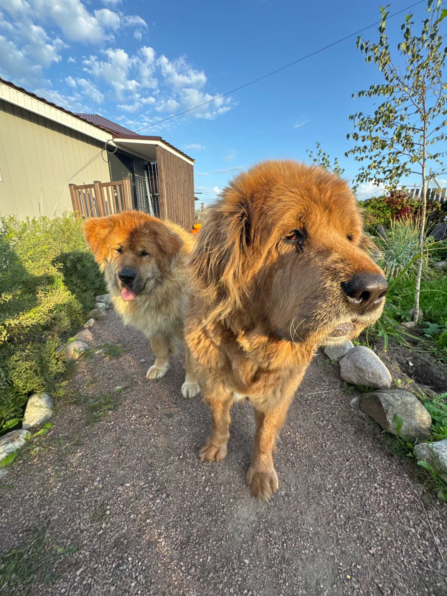 Two large, fluffy, light brown dogs are standing on a gravel path in an outdoor setting. The dog in the foreground is closer to the camera and is looking to the right. It has a dark nose and its tongue is slightly visible. Its fur is thick and textured. The dog behind it is slightly out of focus and is looking to the left with its tongue out. The path is lined with green bushes and large grey stones. In the background, there is a light-colored building with a brown roof and a wooden extension. A thin tree with green leaves stands to the right of the dogs. The sky is blue with scattered white clouds, and the sun appears to be setting, casting a warm light on the scene. The location is identified as Kempelevo, Russia.