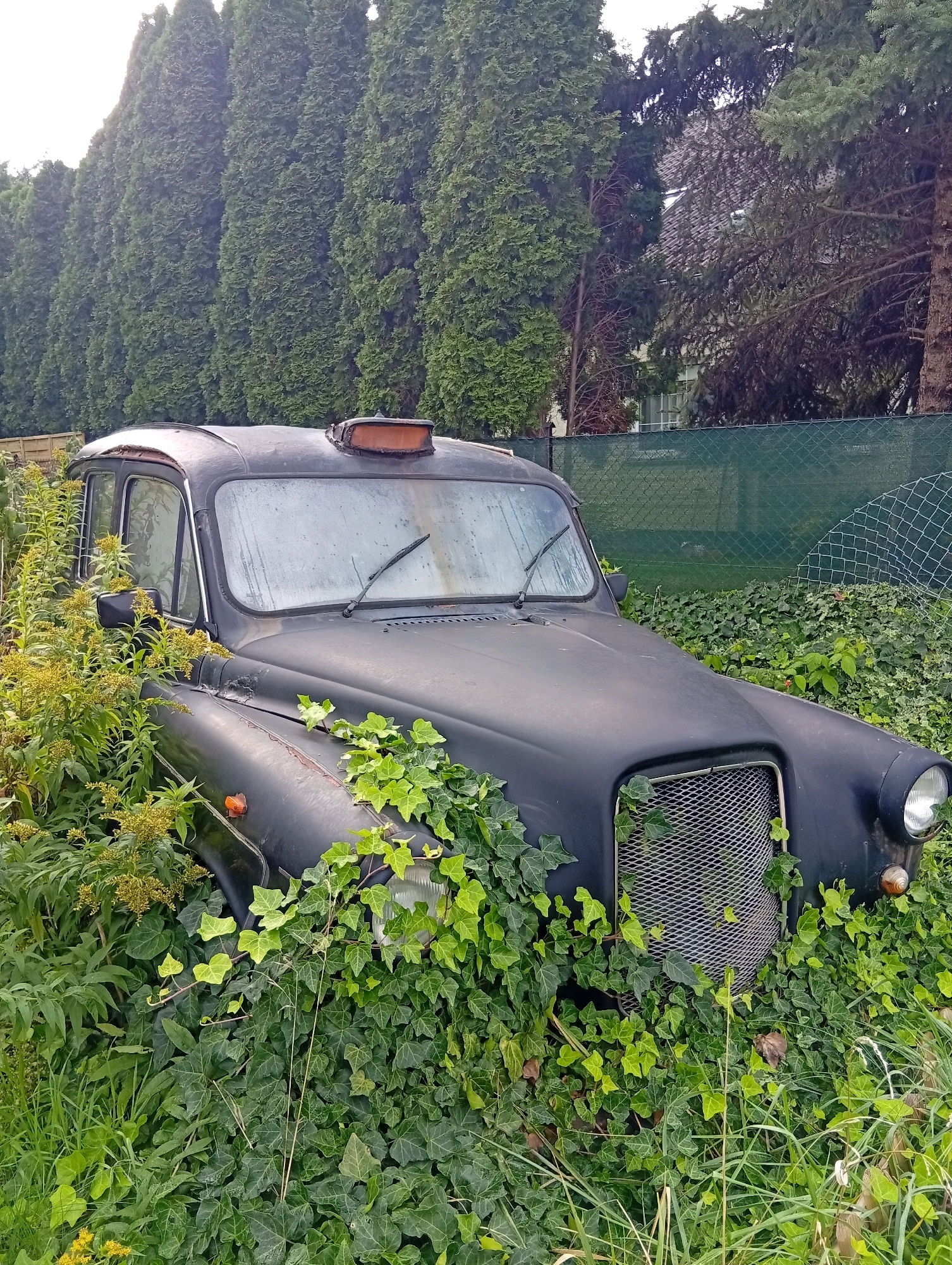 An abandoned black taxi is overgrown with ivy and other vegetation in an outdoor setting. The taxi, a classic model with a distinctive upright shape, has a rusted roofline and a weathered exterior. Its windshield is streaked with water, and the windshield wipers are visible. A brown, rectangular object is mounted on the roof. The front grille of the taxi is partially obscured by ivy. The vehicle is positioned amidst dense green foliage, with tall, dark green trees forming a backdrop. A green mesh fence is visible behind the taxi, and further in the distance, a building with a tiled roof can be seen through the trees. The overall scene suggests a state of disuse and neglect. This scene is located in Kiełczów, Poland.
