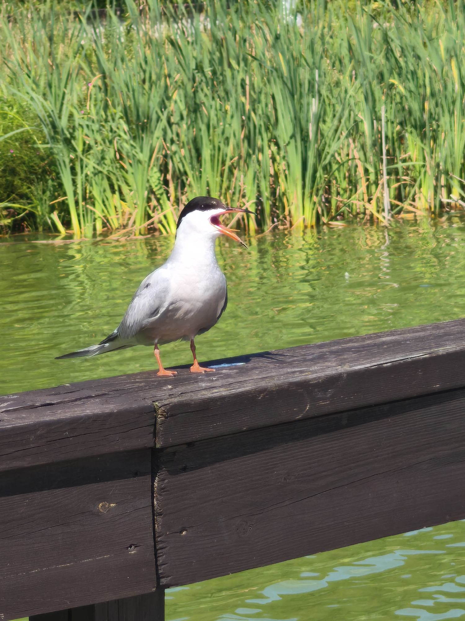 A tern with a black cap and white breast stands on a dark wooden railing, its beak open in a vocalization. The bird's plumage is primarily gray and white, with orange legs and feet. It is positioned in the foreground of the image, facing towards the right. In the background, lush green reeds grow along the edge of a vibrant green body of water, reflecting the sunlight. The scene appears to be a natural environment, possibly a park or a pond within a city. There are no people or specific landmarks to indicate a precise location in Moscow, Russia. The lighting suggests a bright, sunny day.